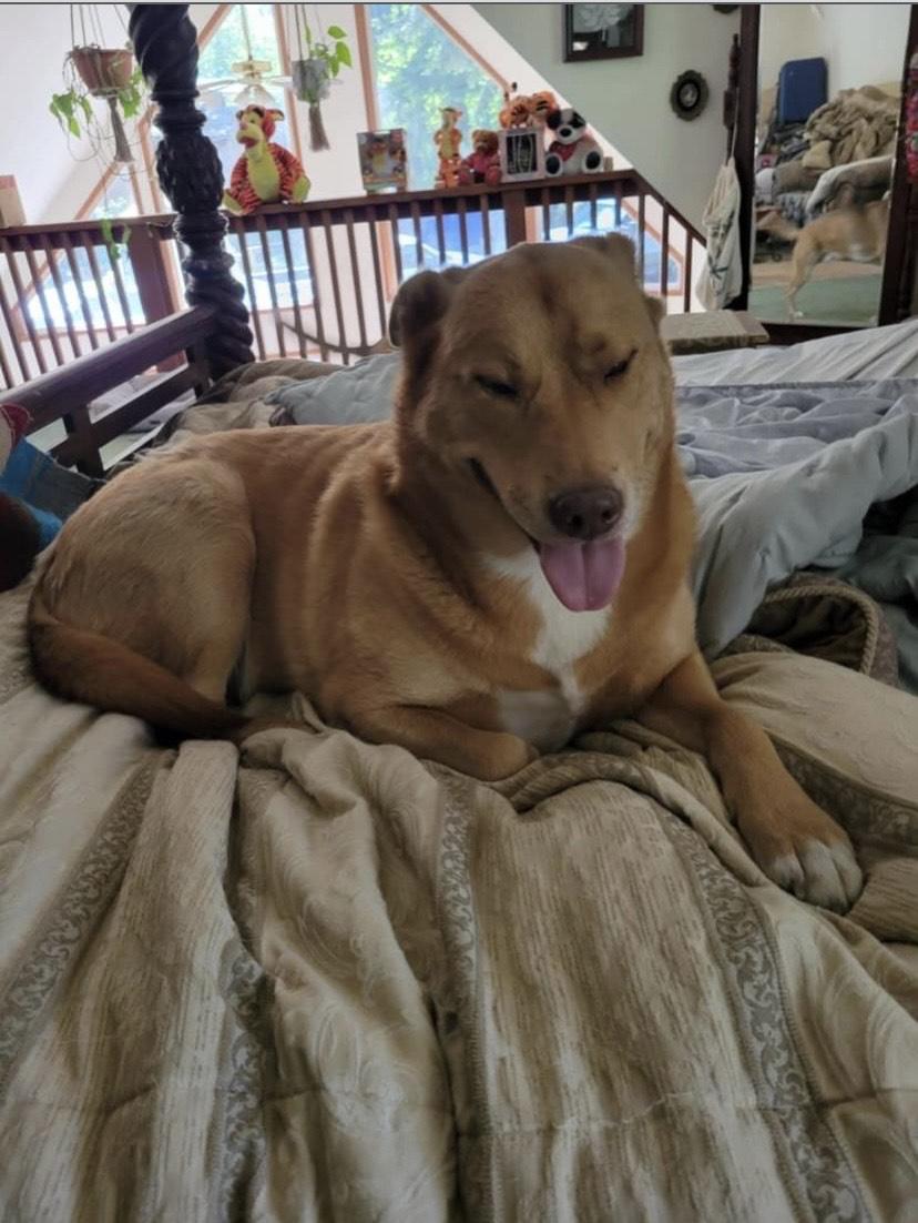 Kasha and Chubby Chuckers, a Adoptable mixed breed image 3/4