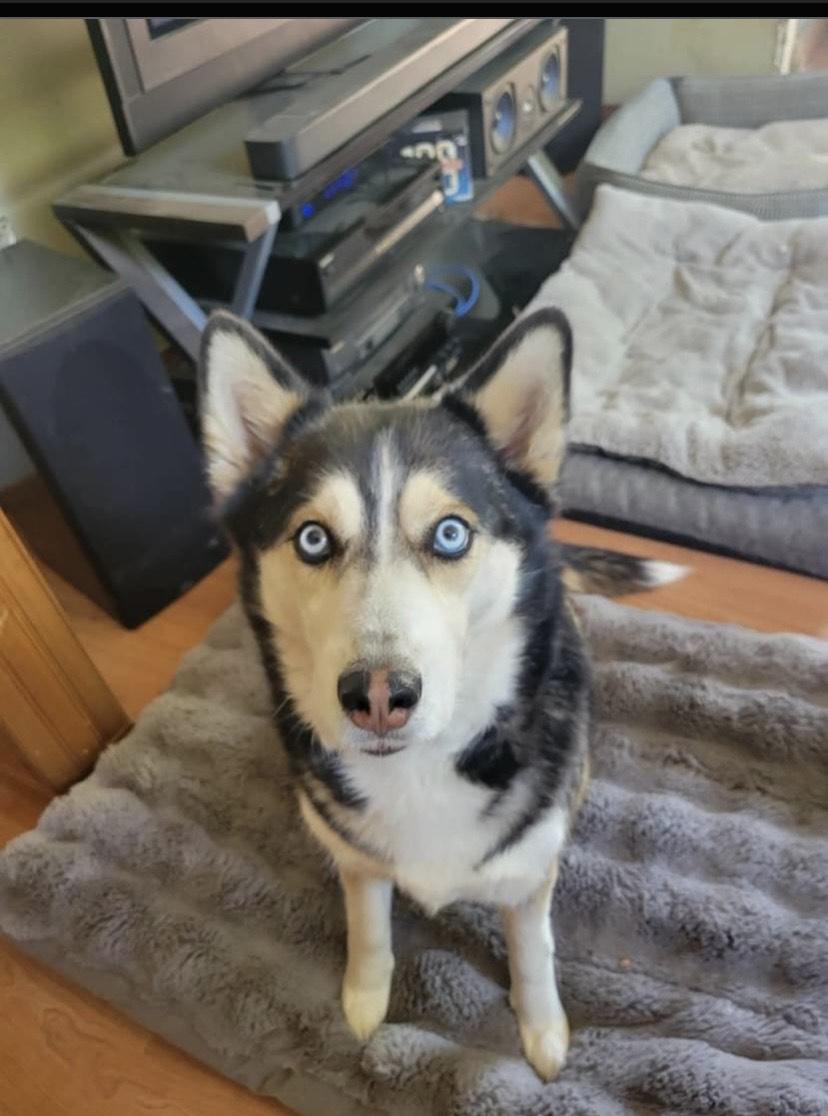 Kasha and Chubby Chuckers, an adoptable Husky, Labrador Retriever in Deer Park, WA, 99006 | Photo Image 3
