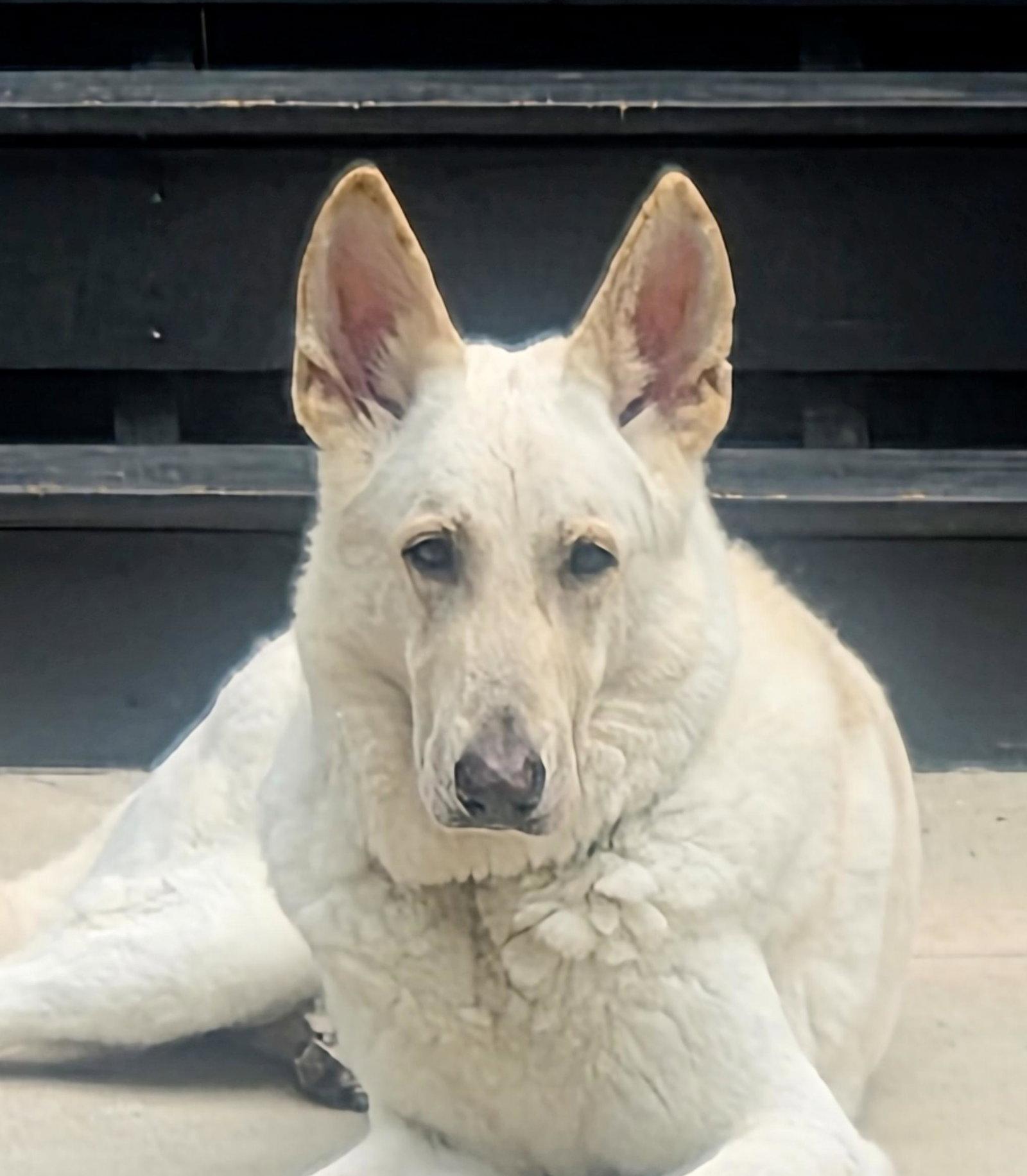 Enlarge Morris, a Adoptable White German Shepherd in Londonderry, NH image 1/3