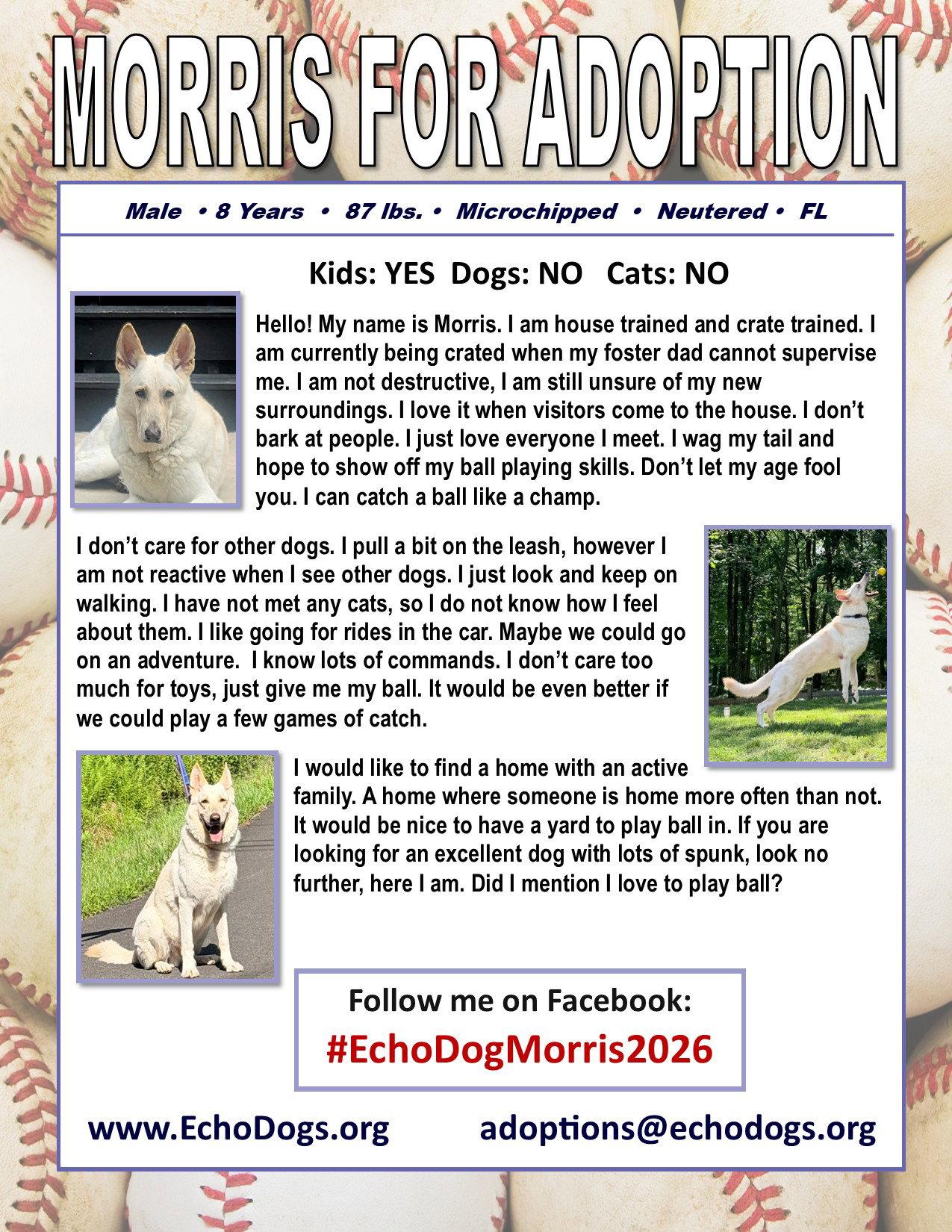 Enlarge Morris, a Adoptable White German Shepherd in Londonderry, NH image 2/3
