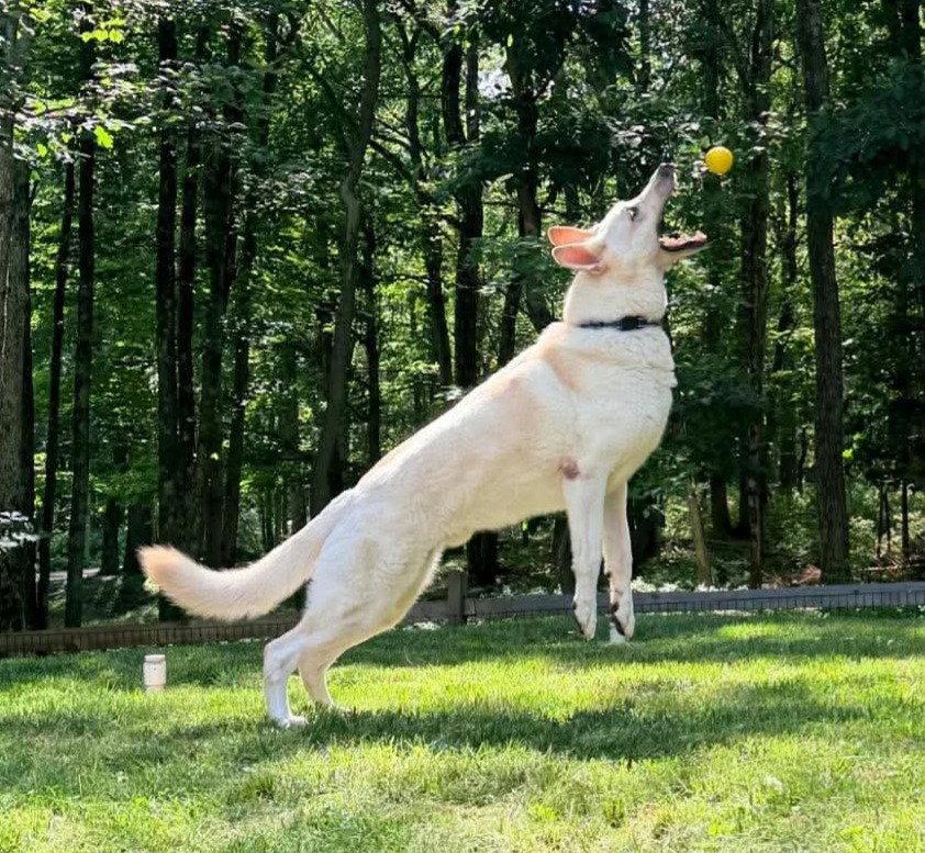 Enlarge Morris, a Adoptable White German Shepherd in Londonderry, NH image 3/3