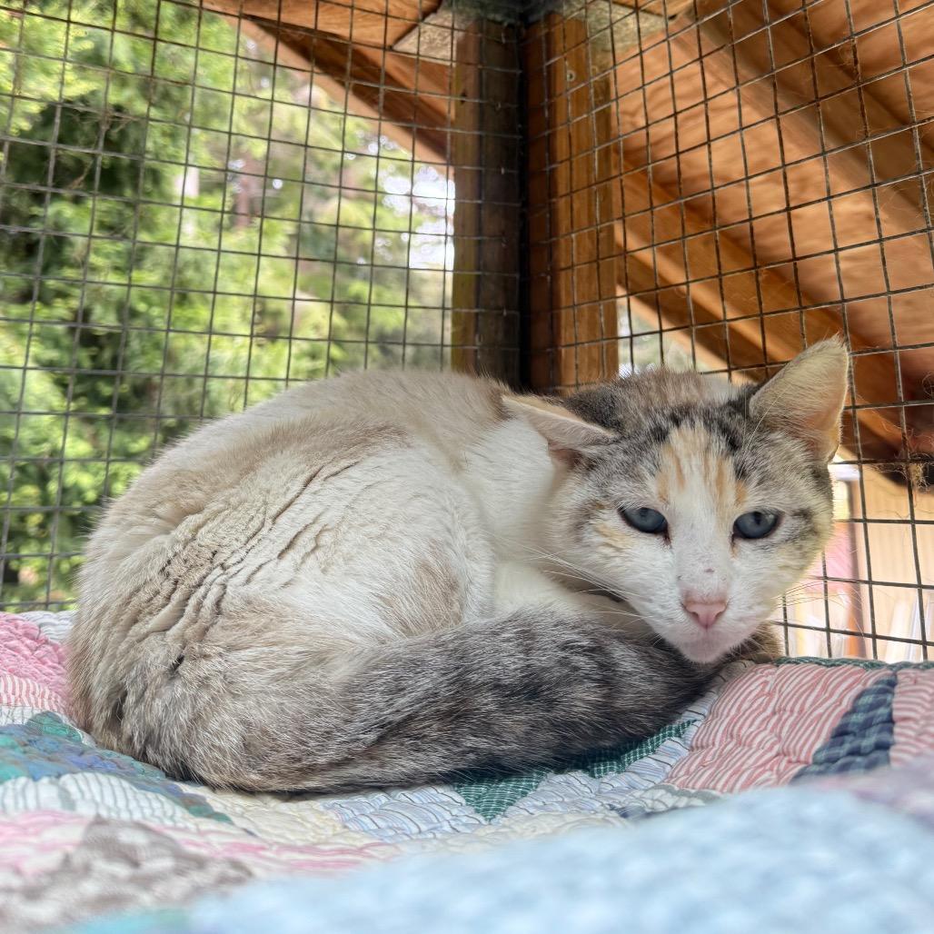 Rosemary, Adoptable, Adult Female Domestic Short Hair.