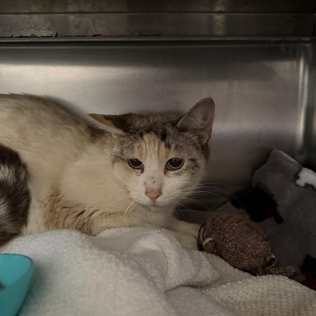 Rosemary, a Adoptable Domestic Short Hair in Fort Bragg, CA image 2/2