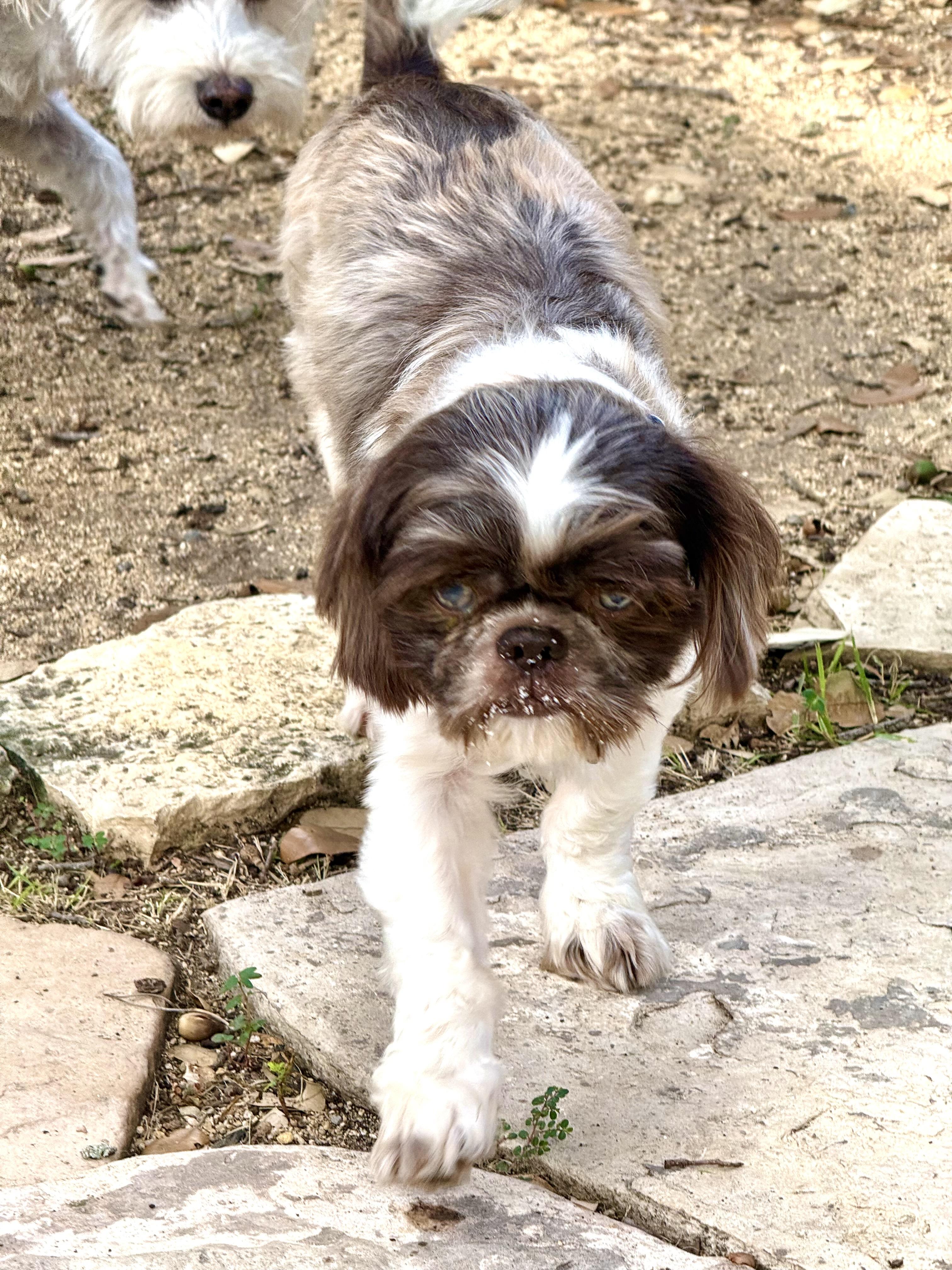 Enlarge Oden- Oddie the blue-eyed lover boy, a Adoptable mixed breed in Lockhart, TX image 6/6