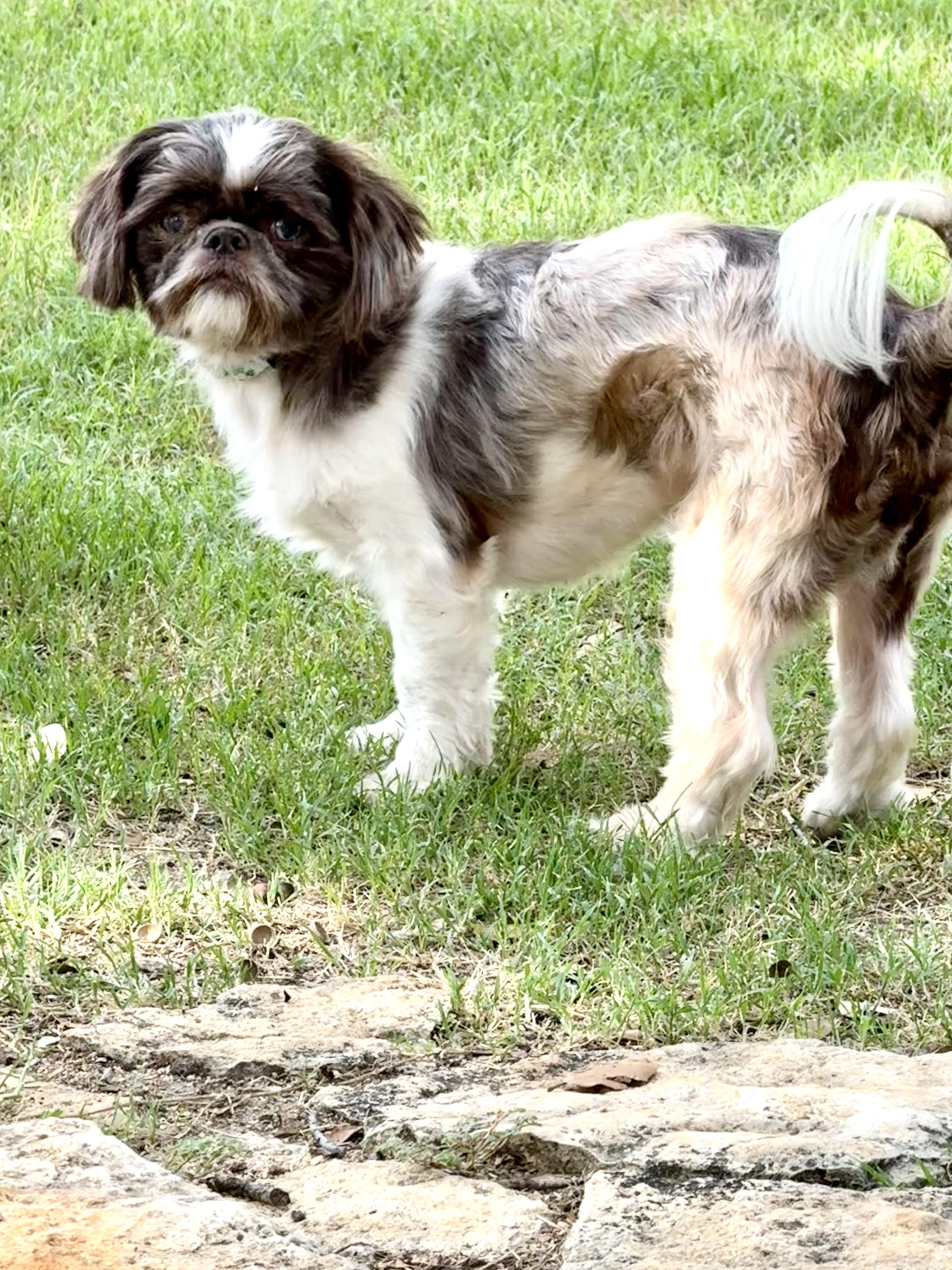 Enlarge Oden- Oddie the blue-eyed lover boy, a Adoptable mixed breed in Lockhart, TX image 3/6