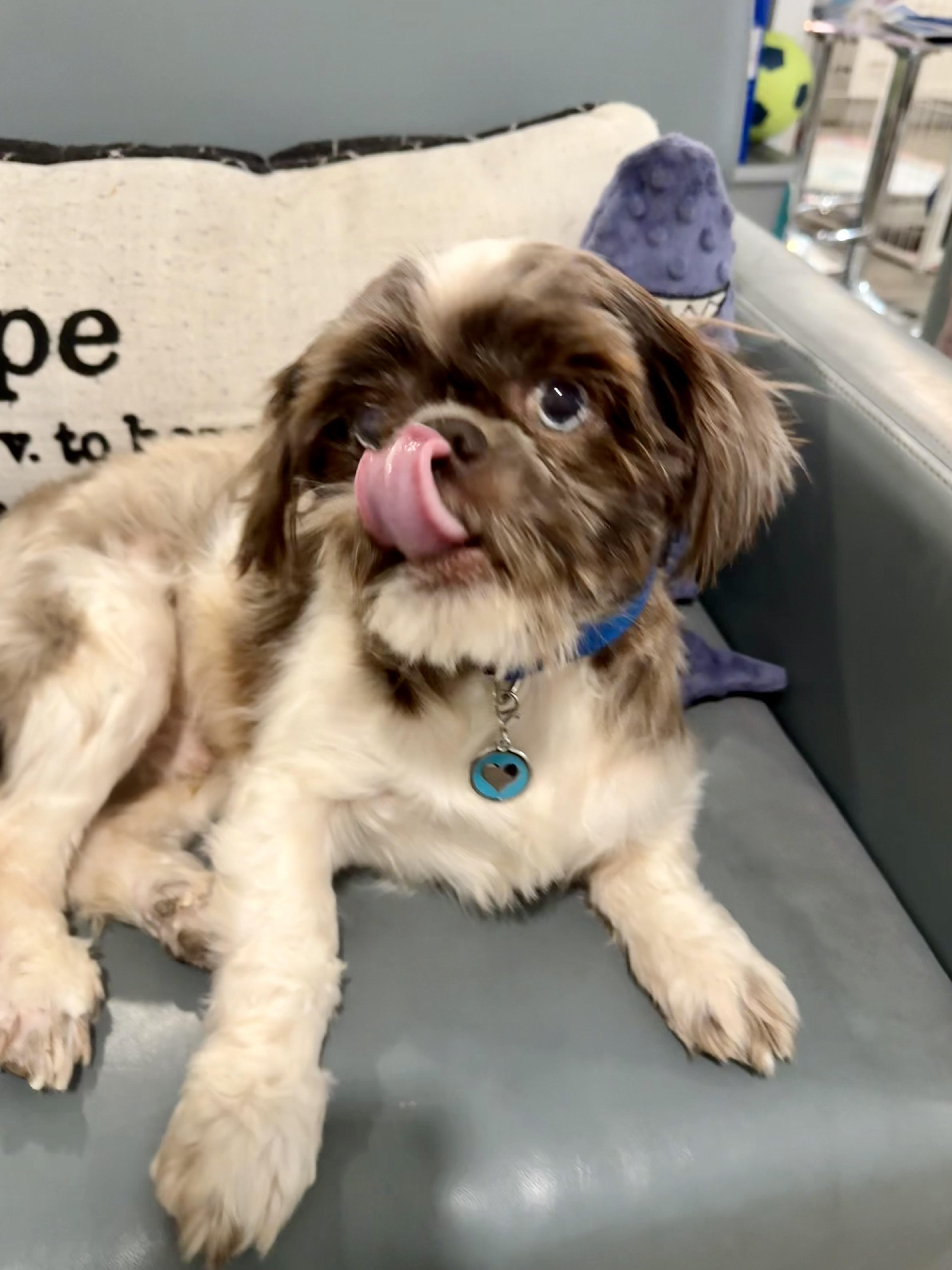 Enlarge Oden- Oddie the blue-eyed lover boy, a Adoptable mixed breed in Lockhart, TX image 1/6