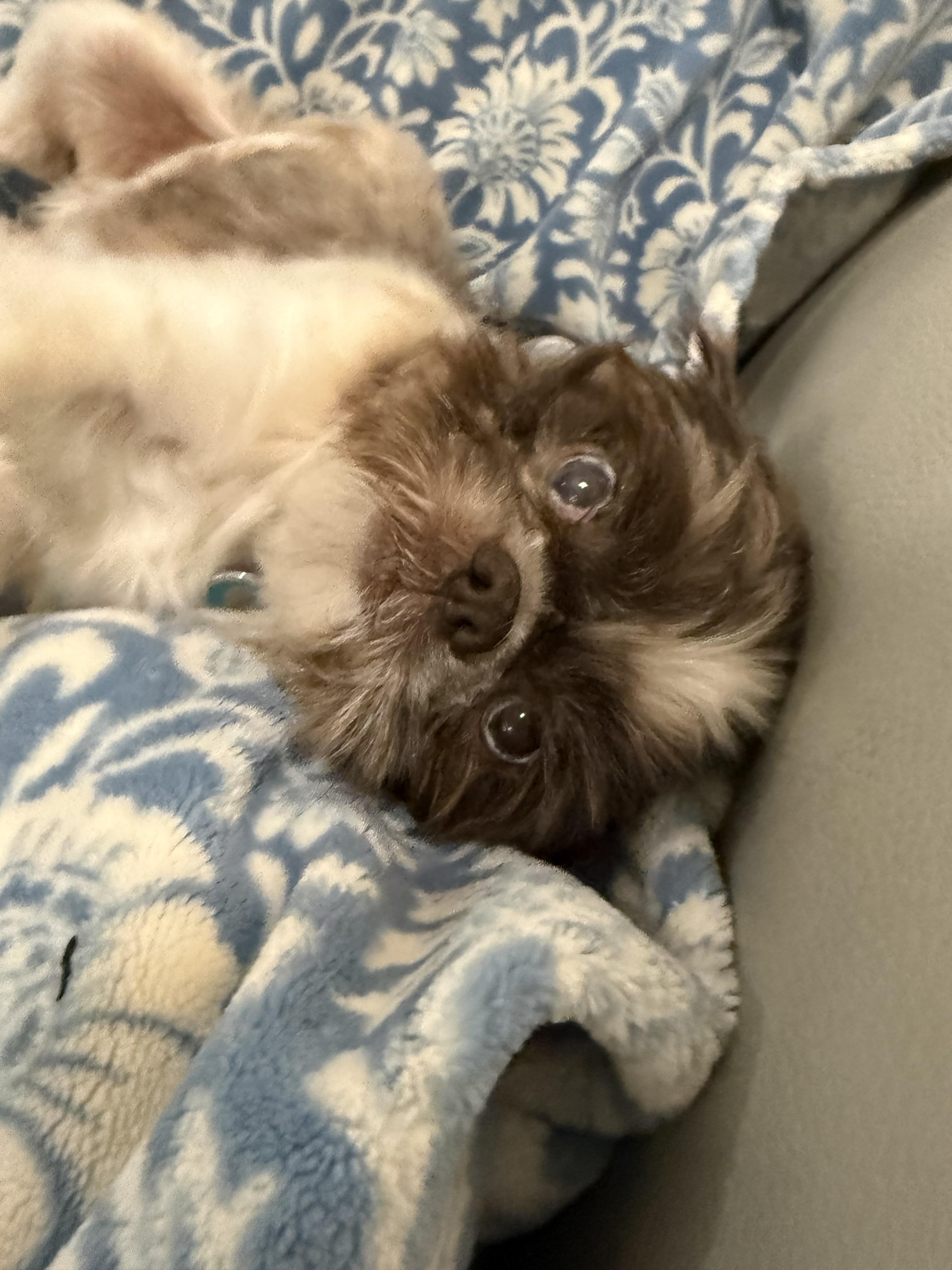 Enlarge Oden- Oddie the blue-eyed lover boy, a Adoptable mixed breed in Lockhart, TX image 5/6