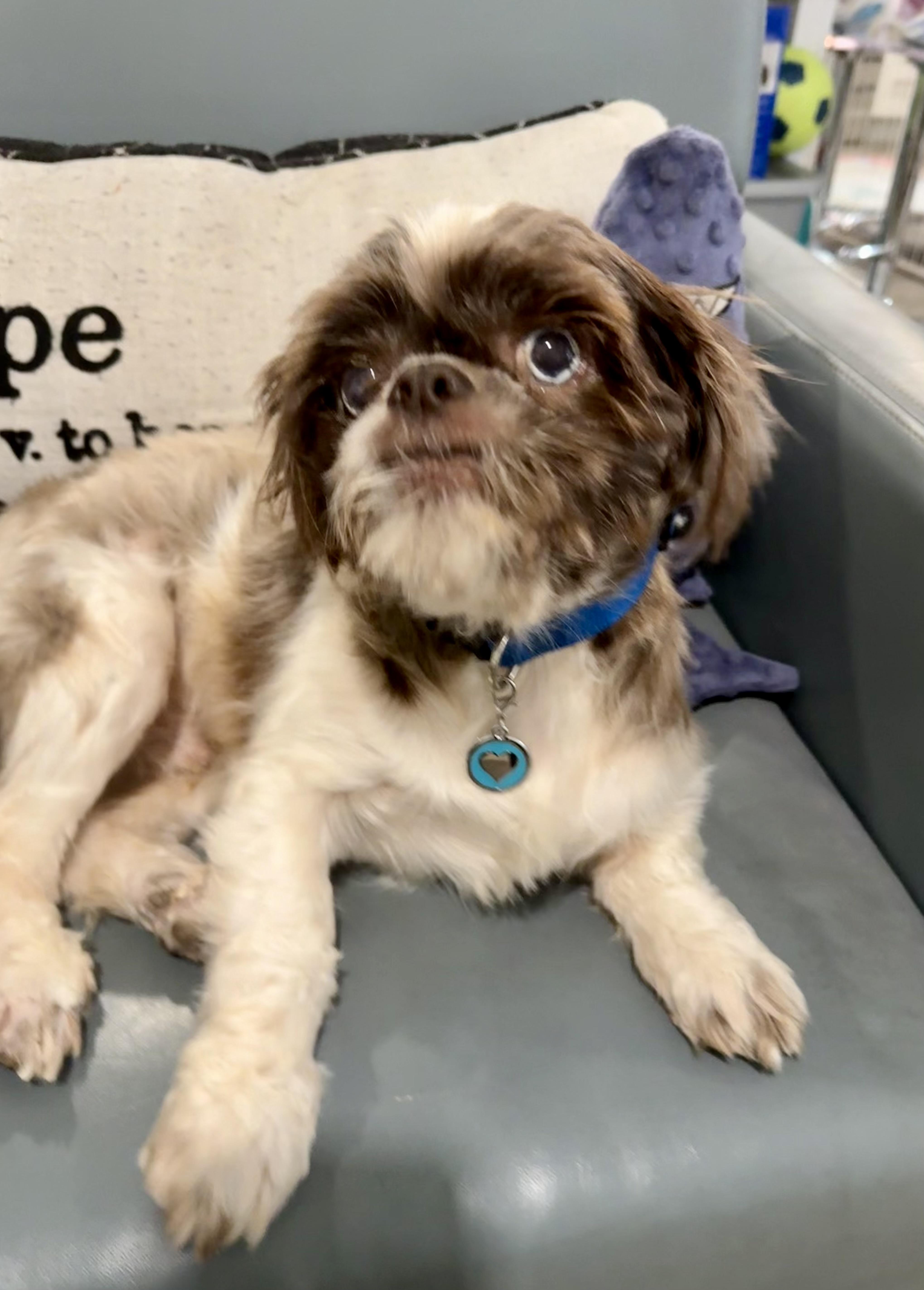 Enlarge Oden- Oddie the blue-eyed lover boy, a Adoptable mixed breed in Lockhart, TX image 4/6