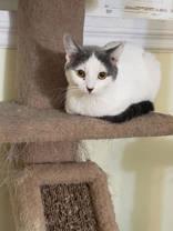Enlarge Jojo, a Adoptable Domestic Short Hair in Pickering, ON image 2/6