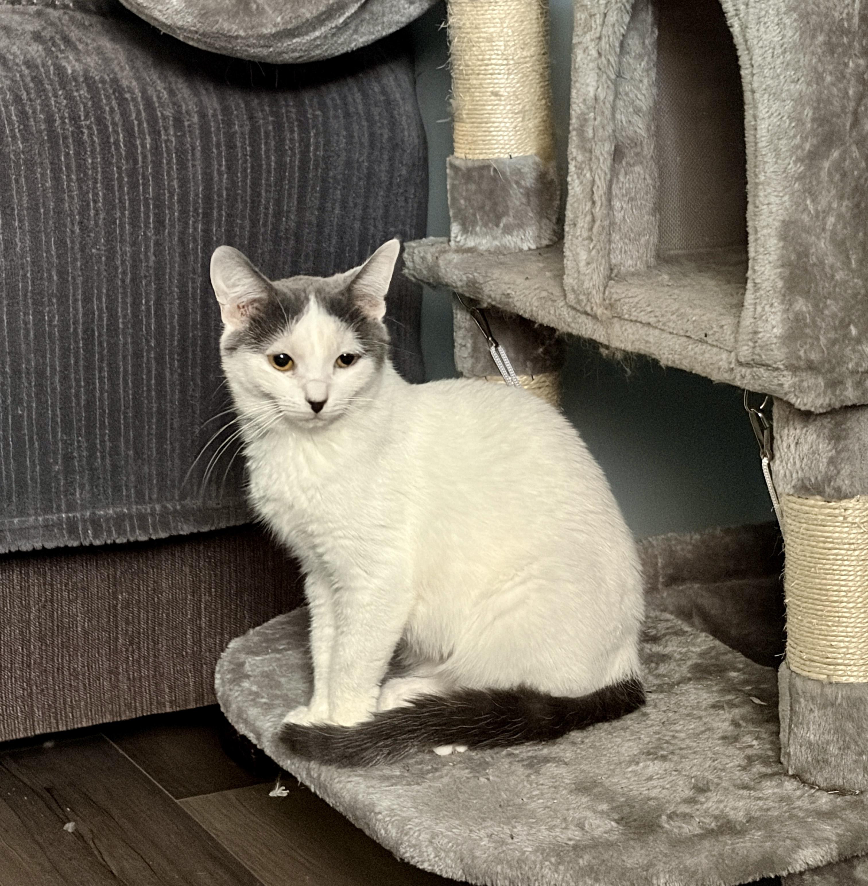 Jojo, Adoptable, Kitten Female Domestic Short Hair.
