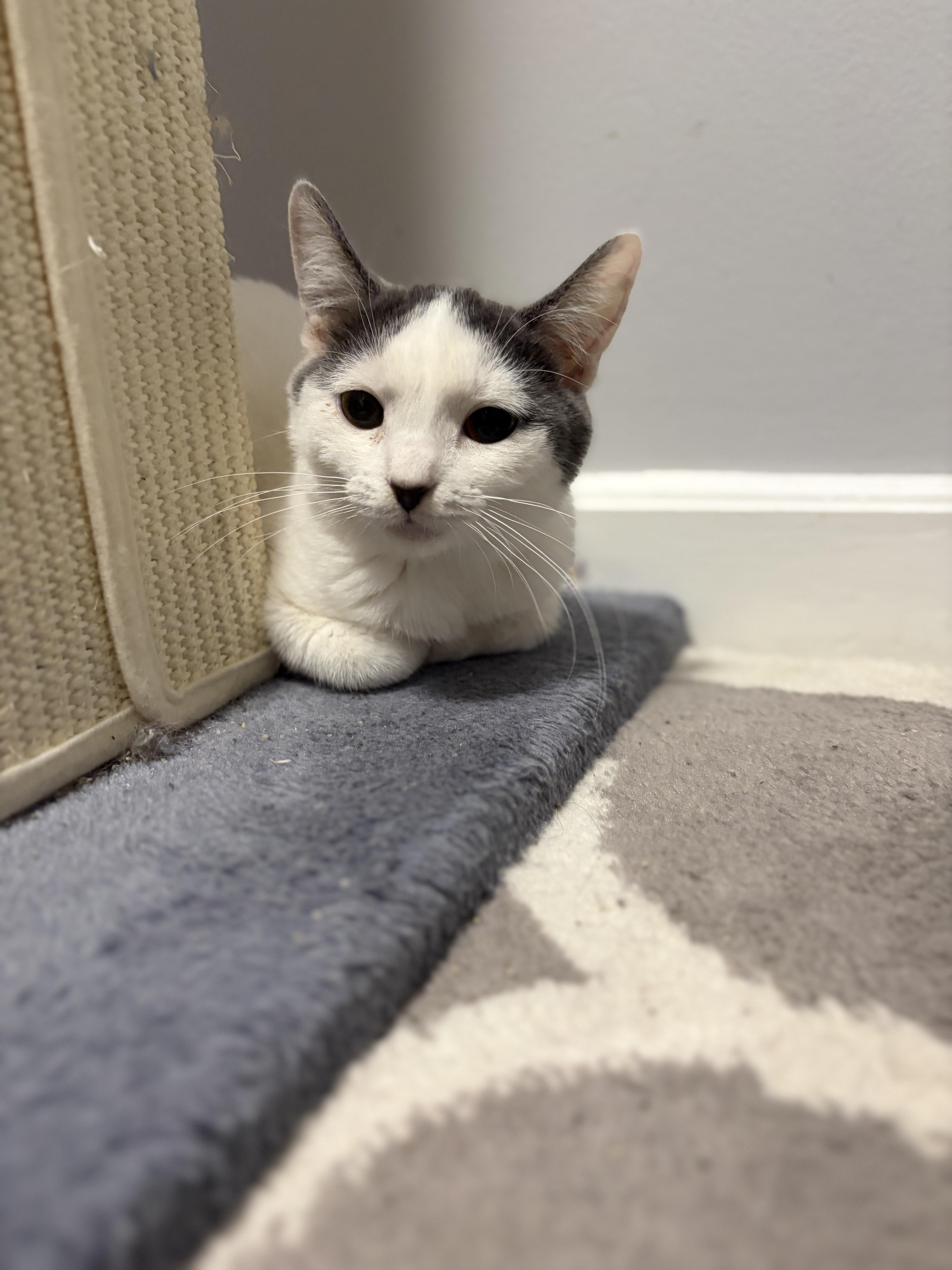 Enlarge Jojo, a Adoptable Domestic Short Hair in Pickering, ON image 3/6