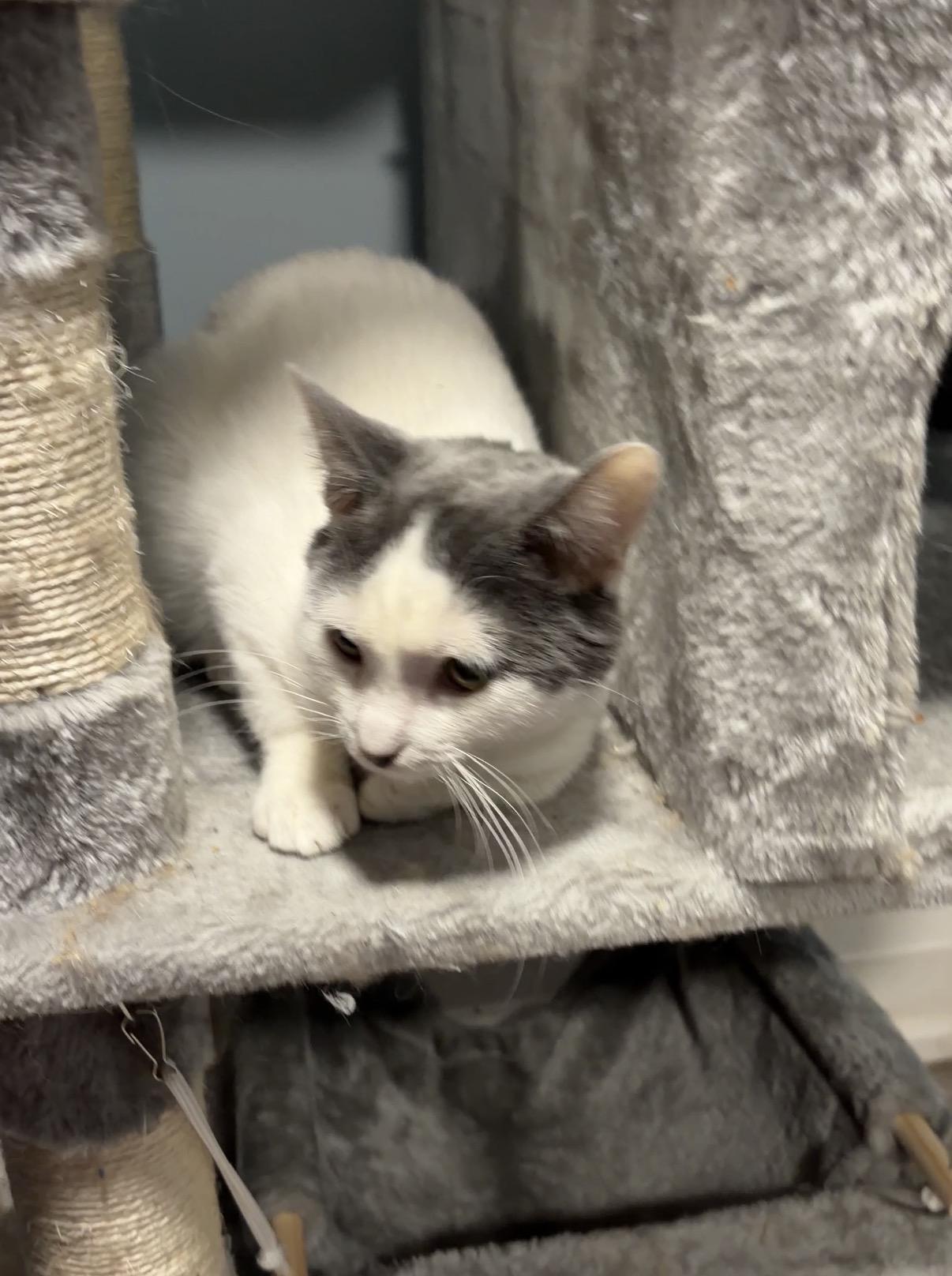 Enlarge Jojo, a Adoptable Domestic Short Hair in Pickering, ON image 6/6