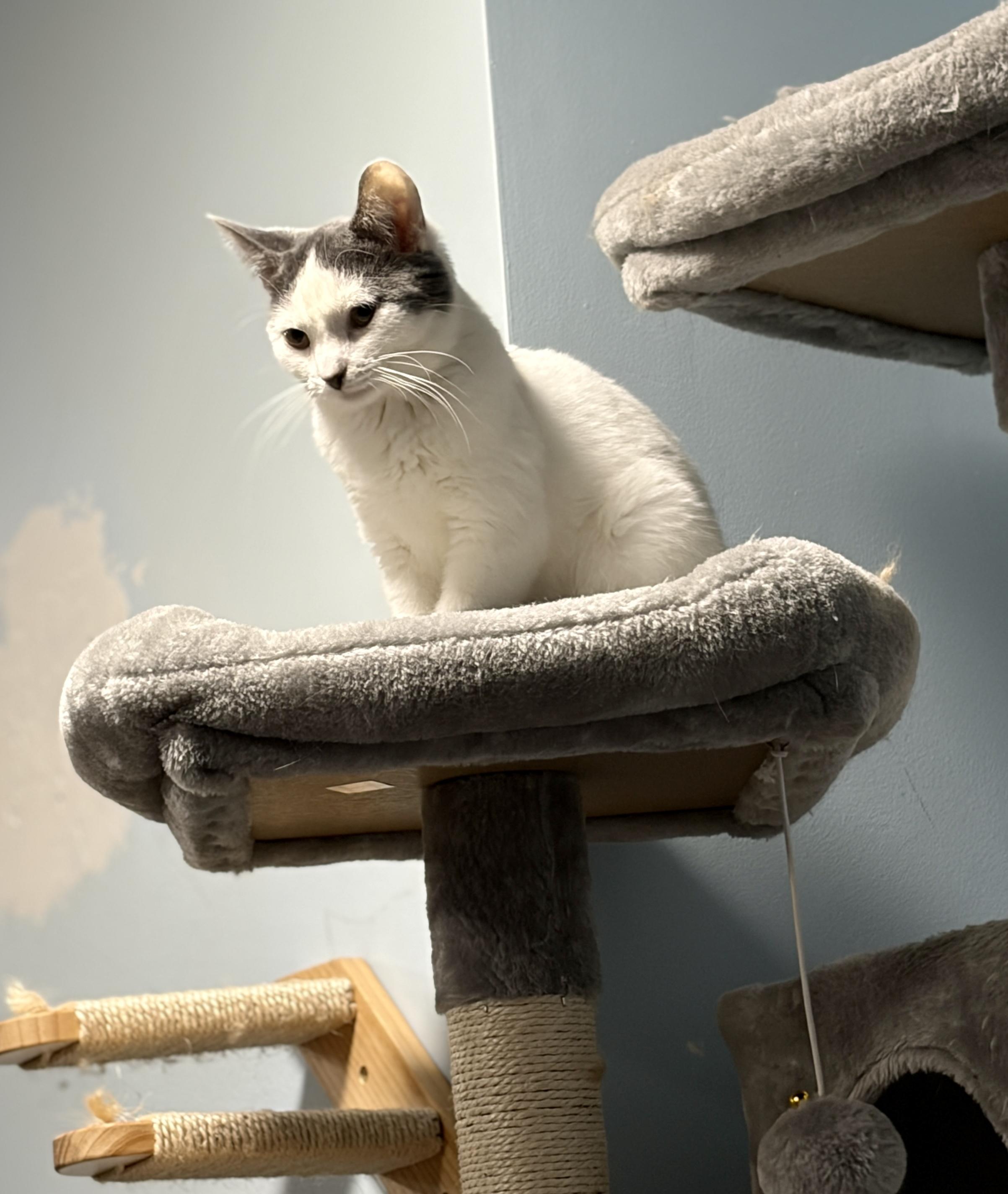 Enlarge Jojo, a Adoptable Domestic Short Hair in Pickering, ON image 4/6