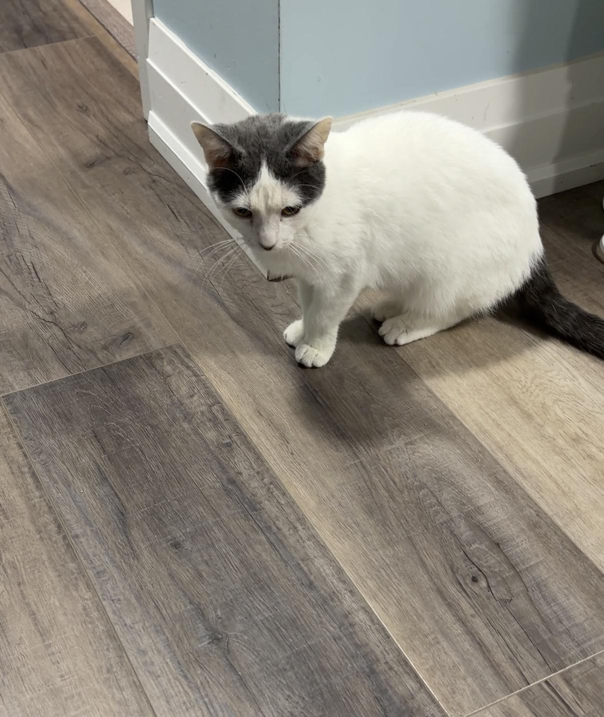 Enlarge Jojo, a Adoptable Domestic Short Hair in Pickering, ON image 5/6