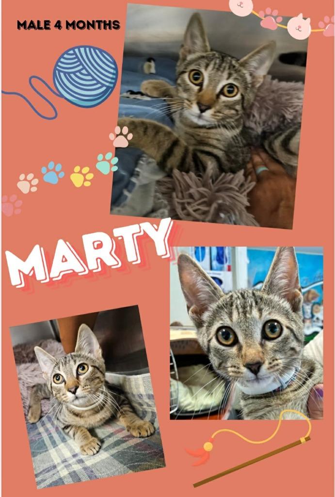 Marty, Adoptable, Kitten Male Domestic Short Hair.