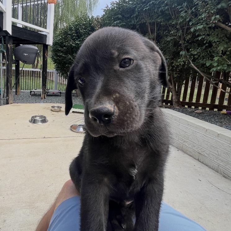 Joshua, Adoptable, Puppy Male Mixed Breed.