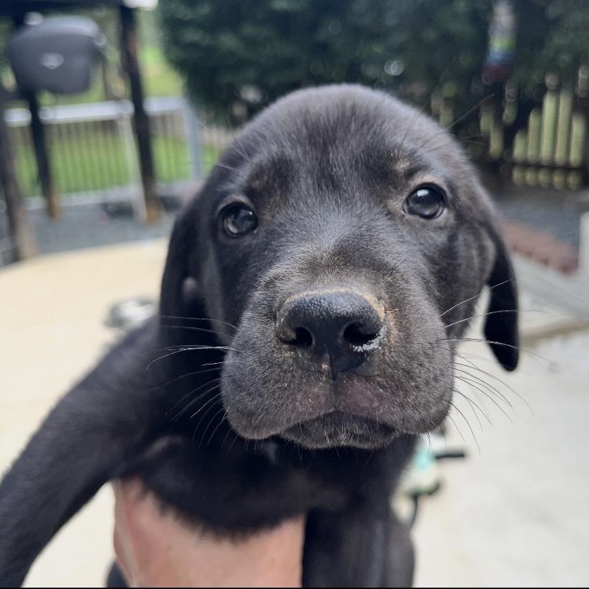 Enlarge Joshua, a Adoptable Mixed Breed in Fredericksburg, VA image 2/2