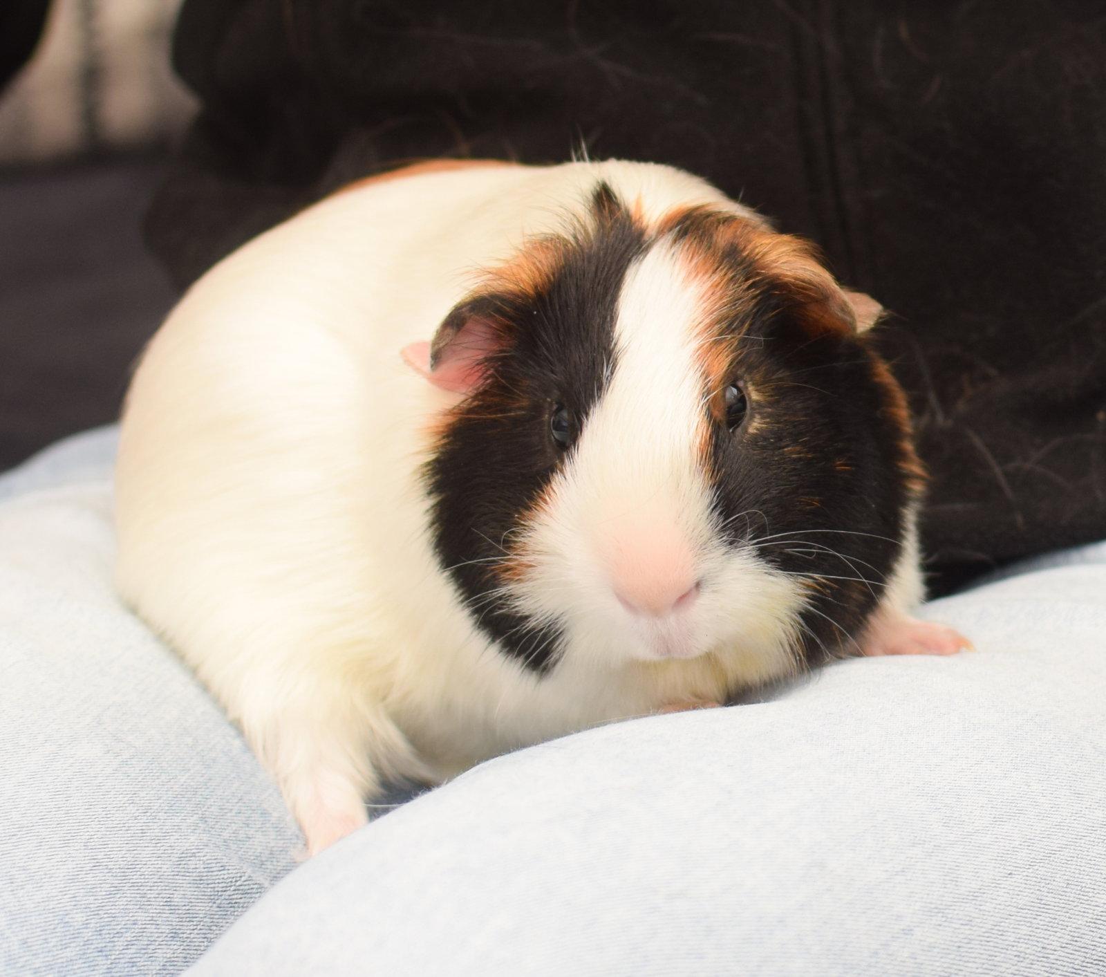 Pan, Adoptable, Adult Male Guinea Pig.