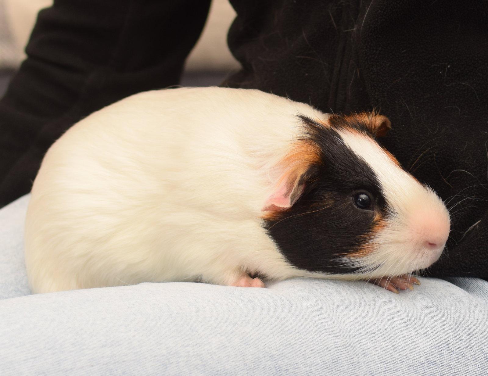 Enlarge Pan, a Adoptable Guinea Pig in Hockessin, DE image 2/3