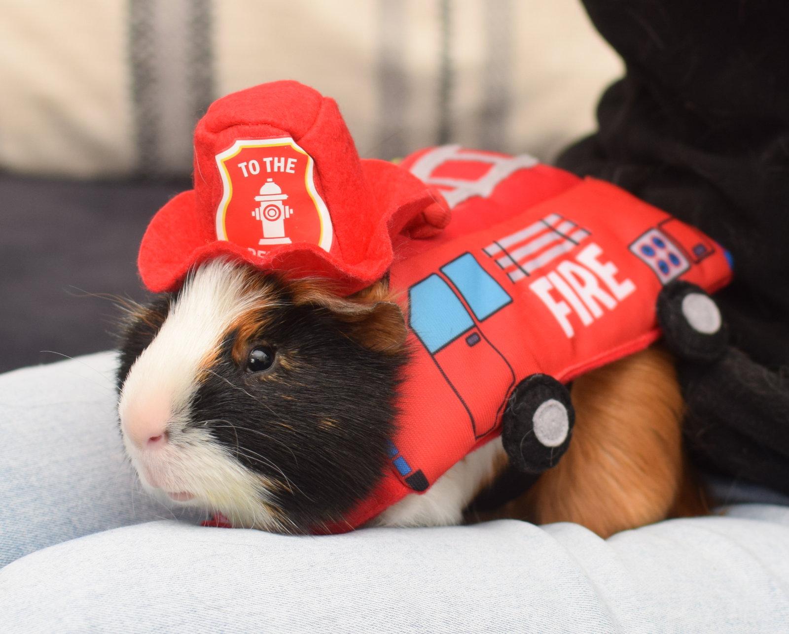 Enlarge Pan, a Adoptable Guinea Pig in Hockessin, DE image 3/3