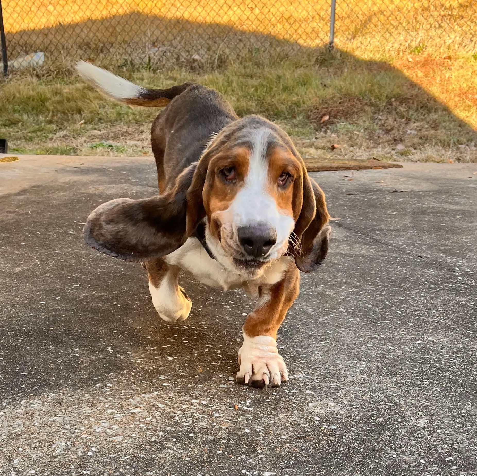 Wally, Adoptable, Adult Male Basset Hound.