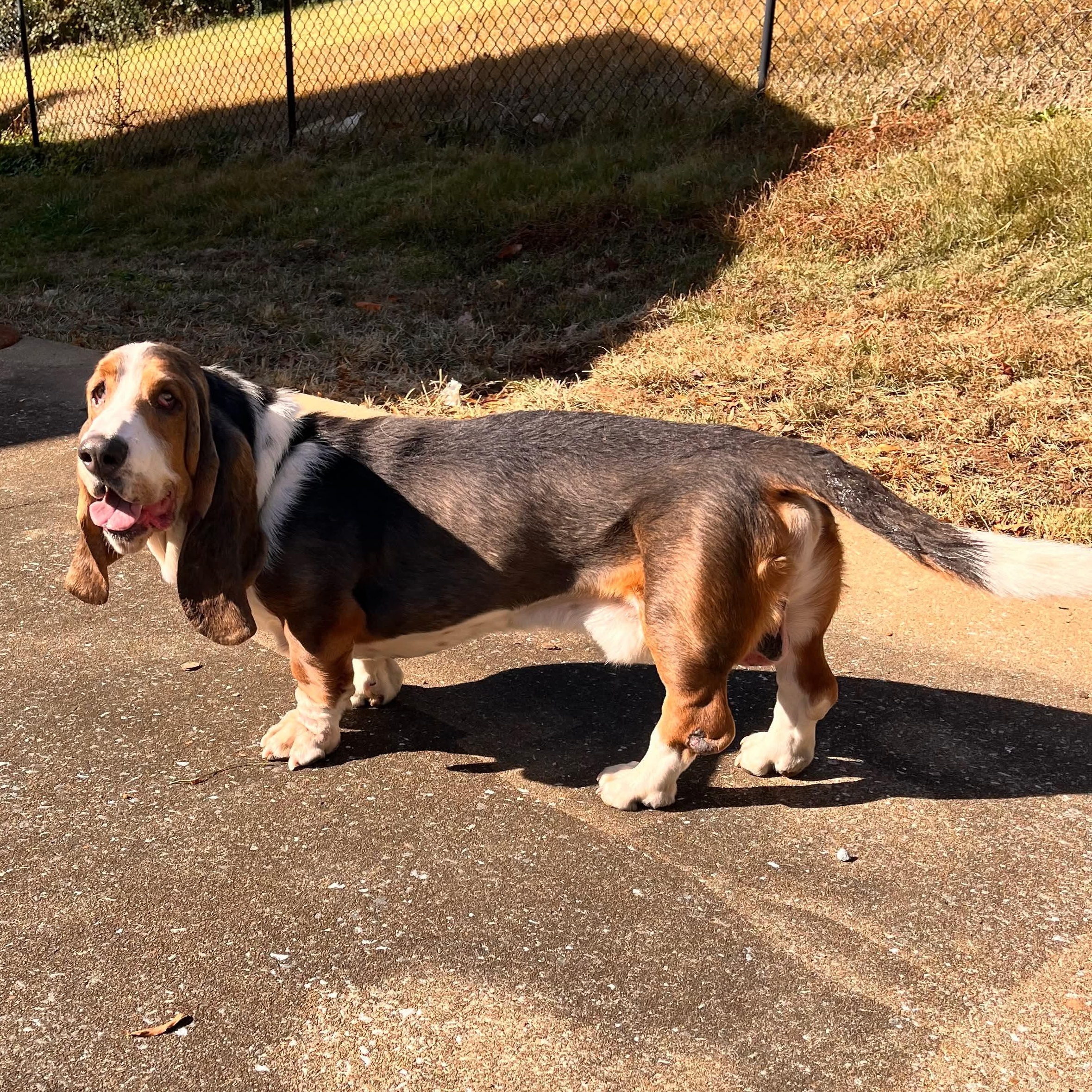 Wally, a Adoptable Basset Hound in Knoxville, TN image 2/6