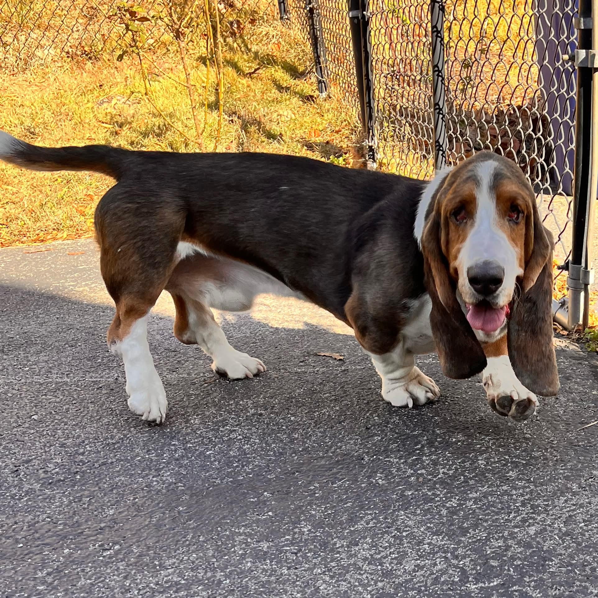 Wally, a Adoptable Basset Hound in Knoxville, TN image 3/6