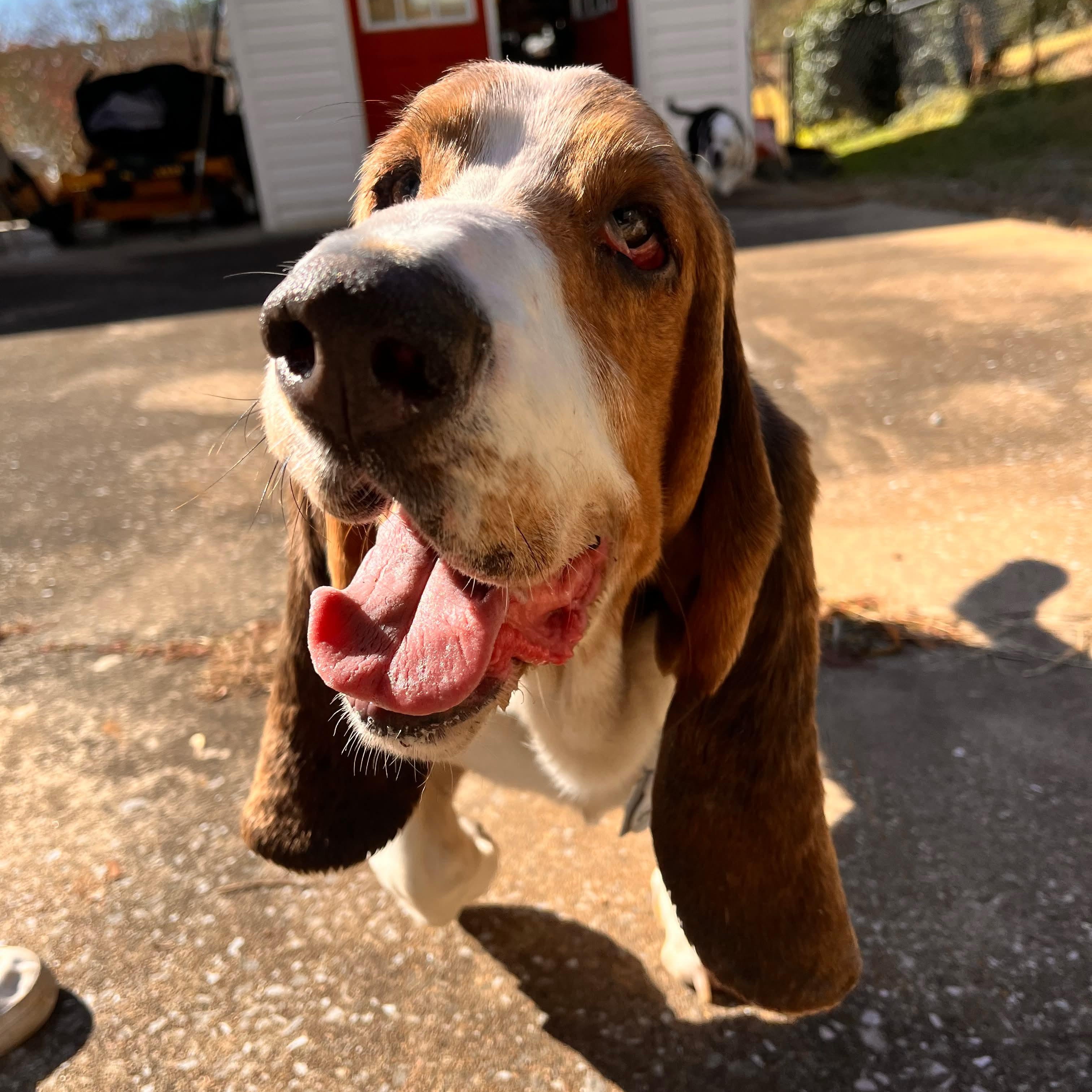 Wally, a Adoptable Basset Hound in Knoxville, TN image 4/6