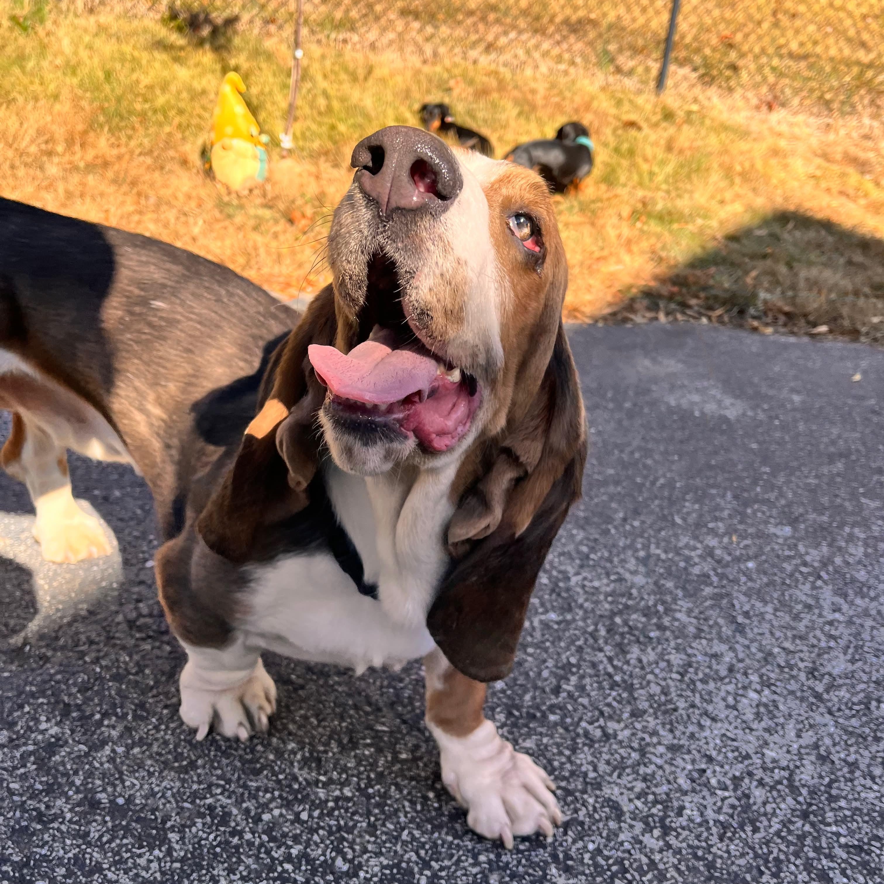 Wally, a Adoptable Basset Hound in Knoxville, TN image 5/6