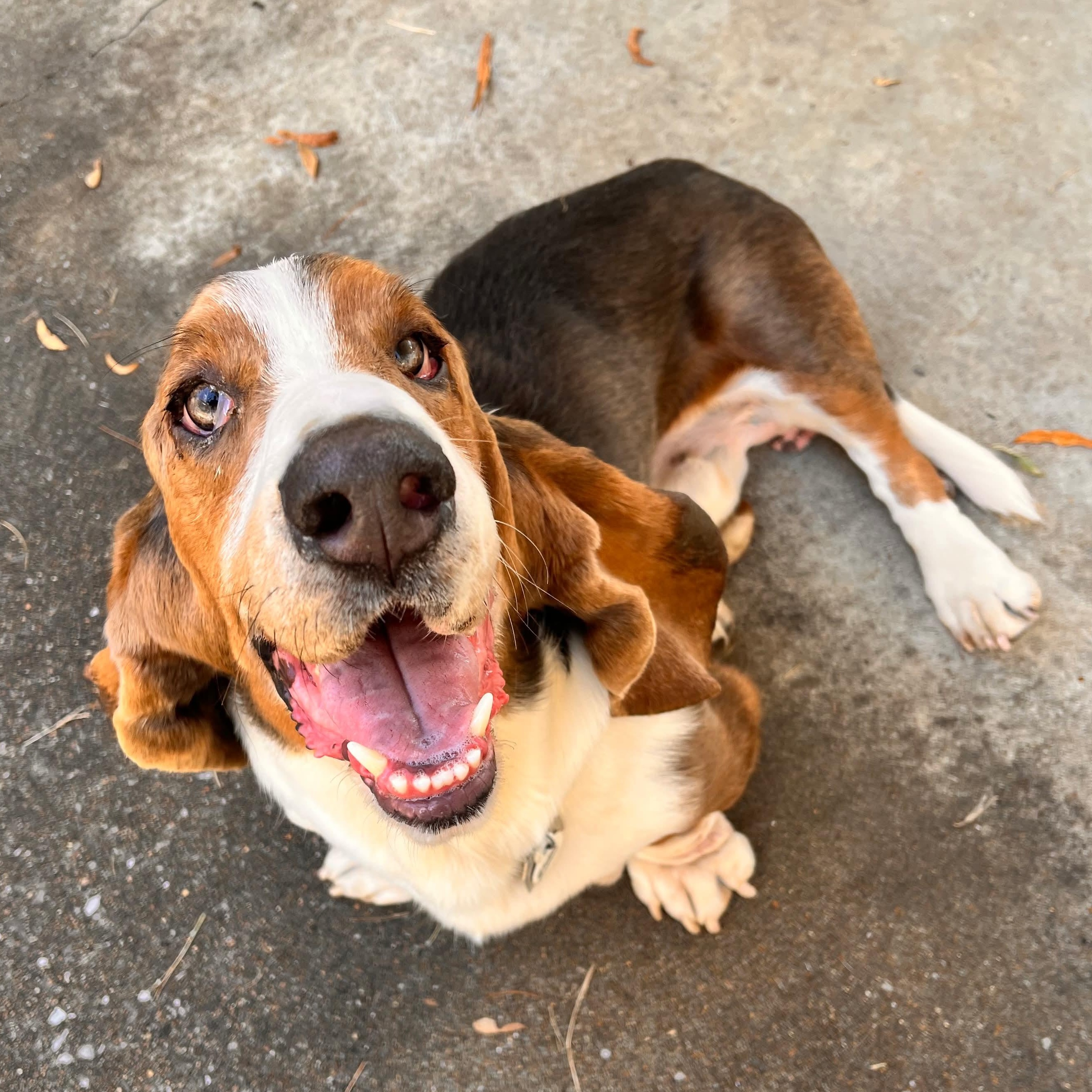 Wally, a Adoptable Basset Hound in Knoxville, TN image 6/6