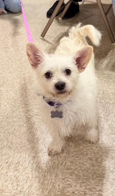 Tessa, ADOPTABLE, Adult Female Maltese.