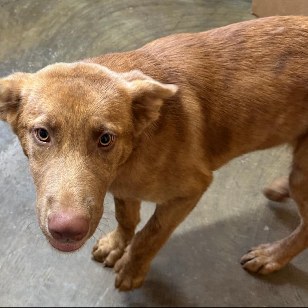 Rudy, Adoptable, Young Female Mixed Breed.