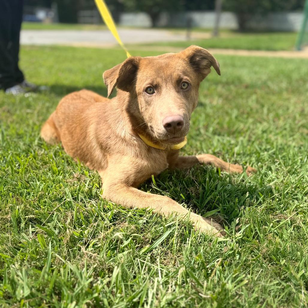 Enlarge Rudy, a Adoptable Mixed Breed in Corinth, MS image 2/2