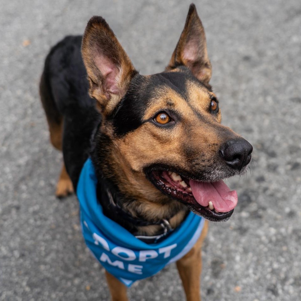 Ford, a Adoptable mixed breed in High Point, NC image 5/6