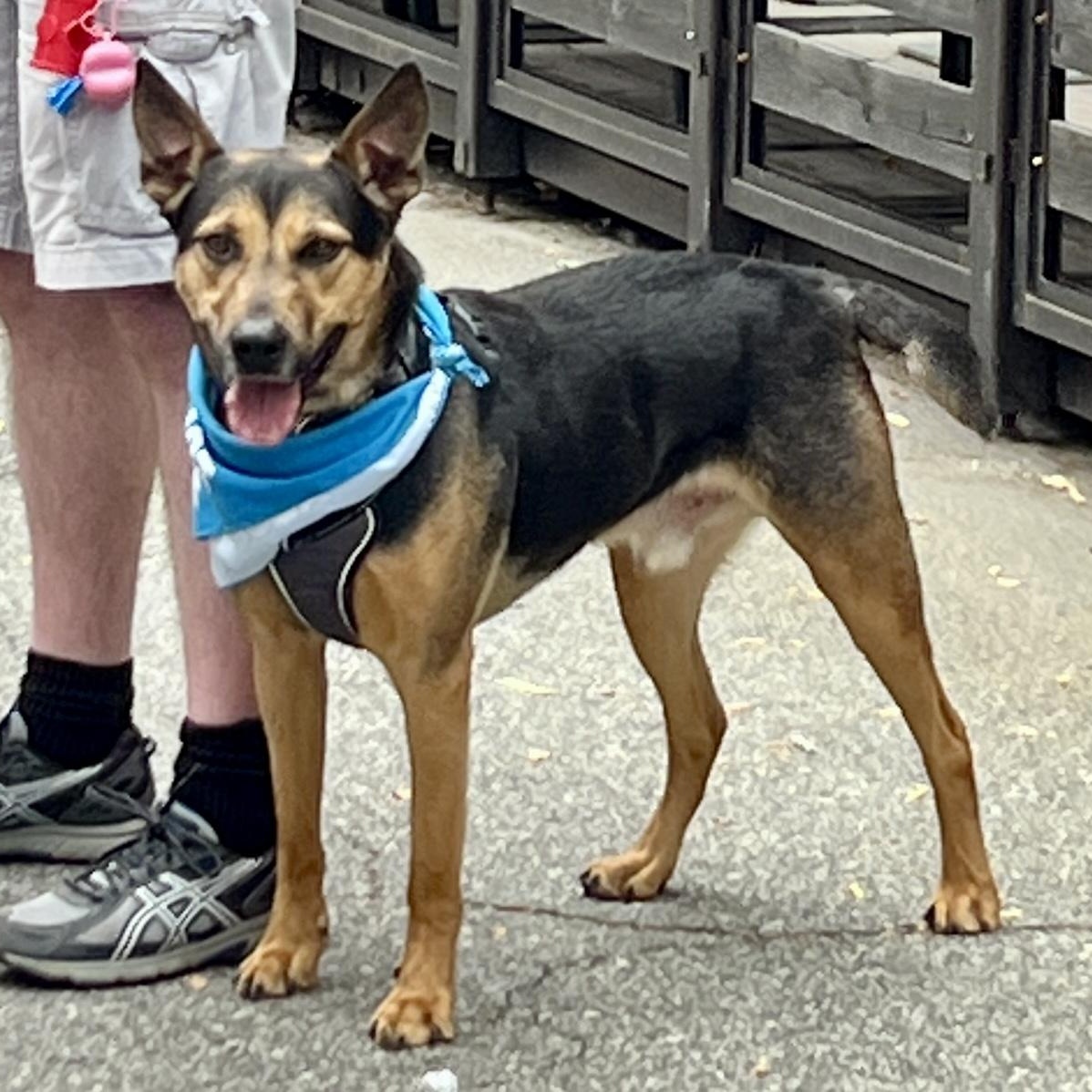 Ford, a Adoptable mixed breed in High Point, NC image 4/6