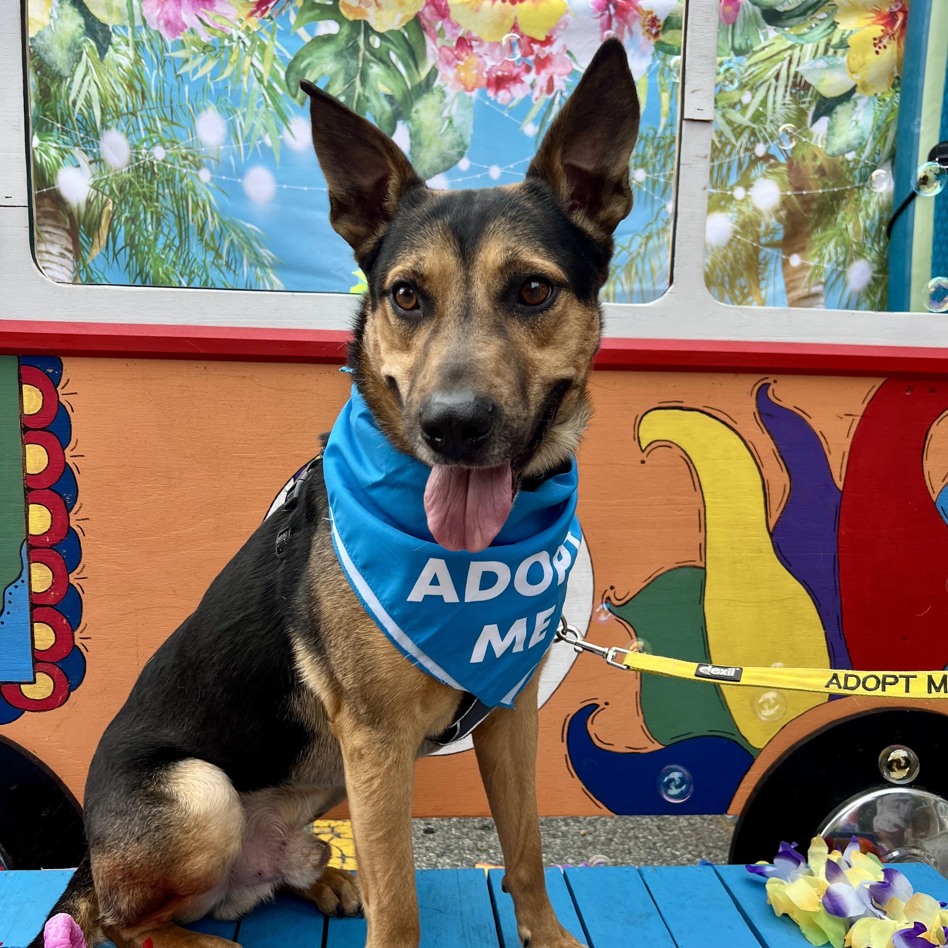 Ford, a Adoptable mixed breed in High Point, NC image 1/6