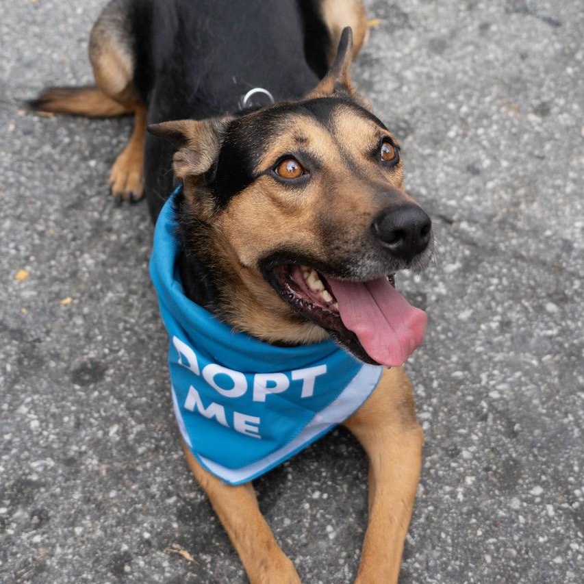Ford, a Adoptable mixed breed in High Point, NC image 6/6