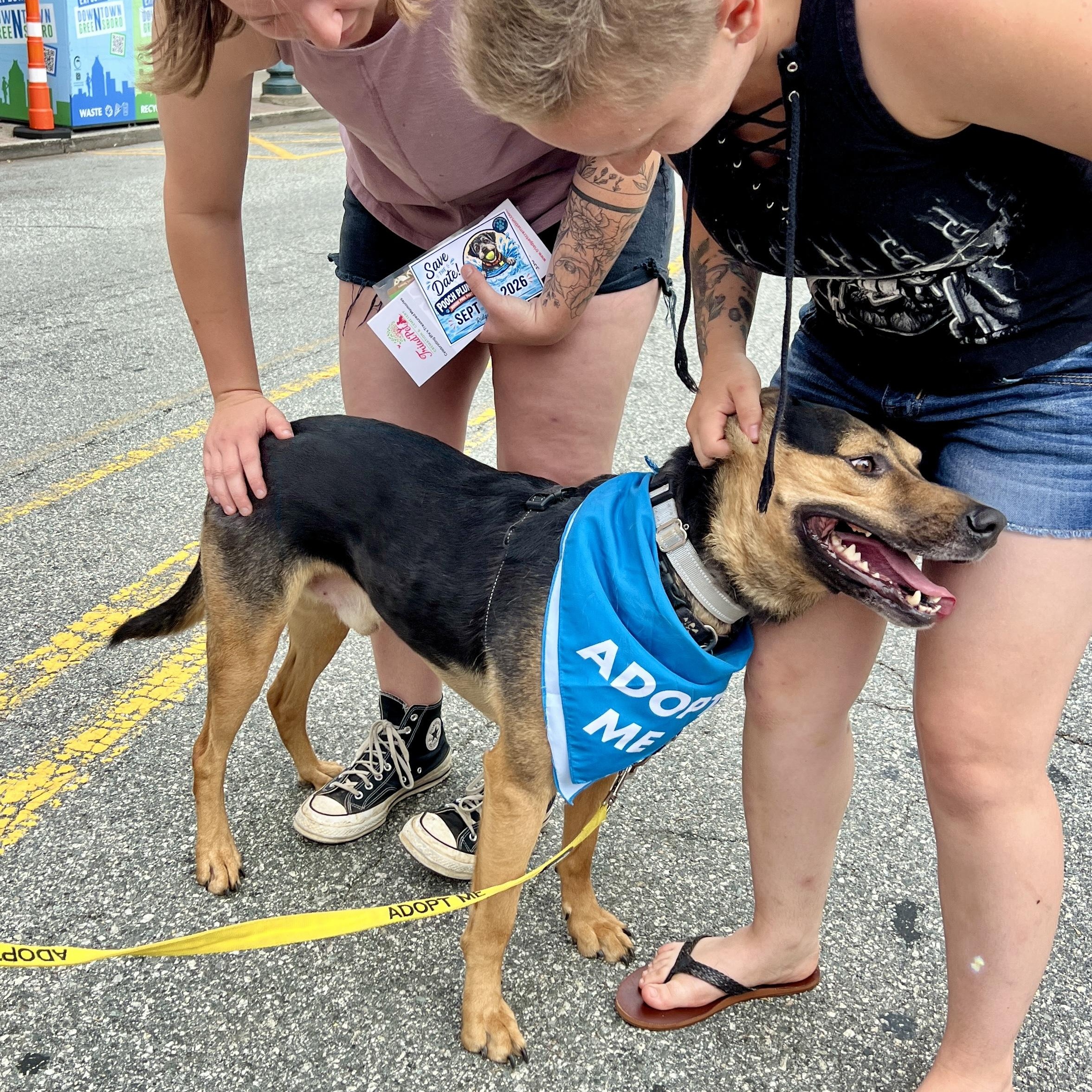 Ford, a Adoptable mixed breed in High Point, NC image 3/6