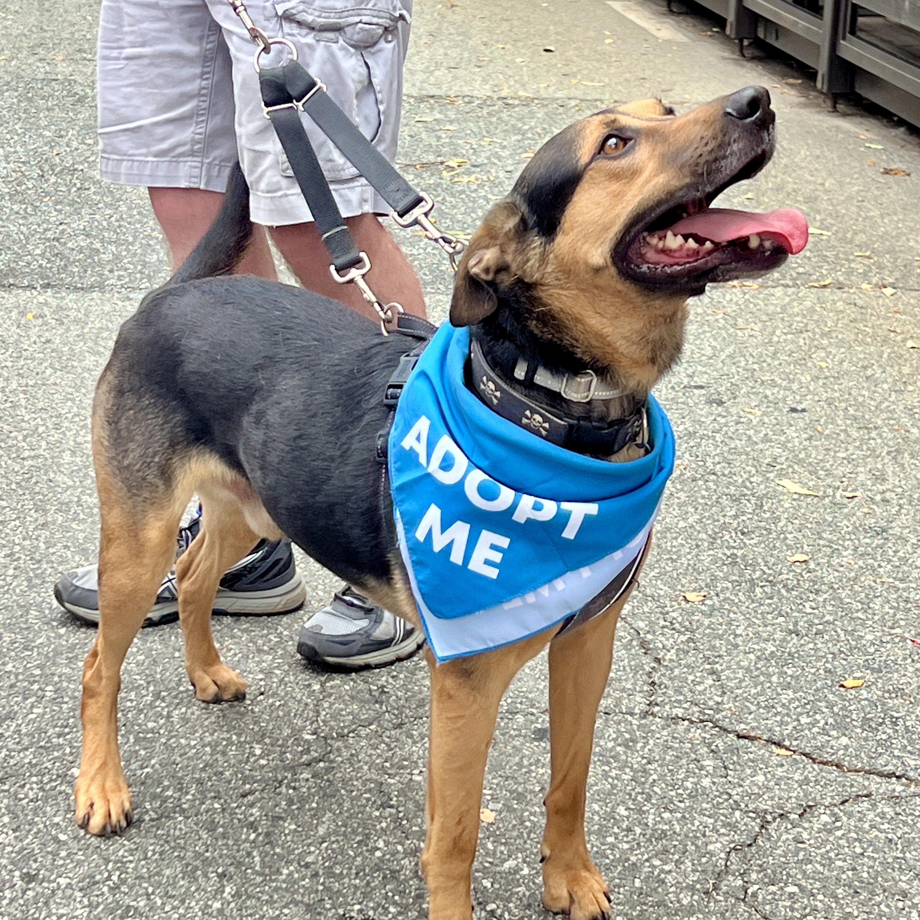 Ford, a Adoptable mixed breed in High Point, NC image 2/6
