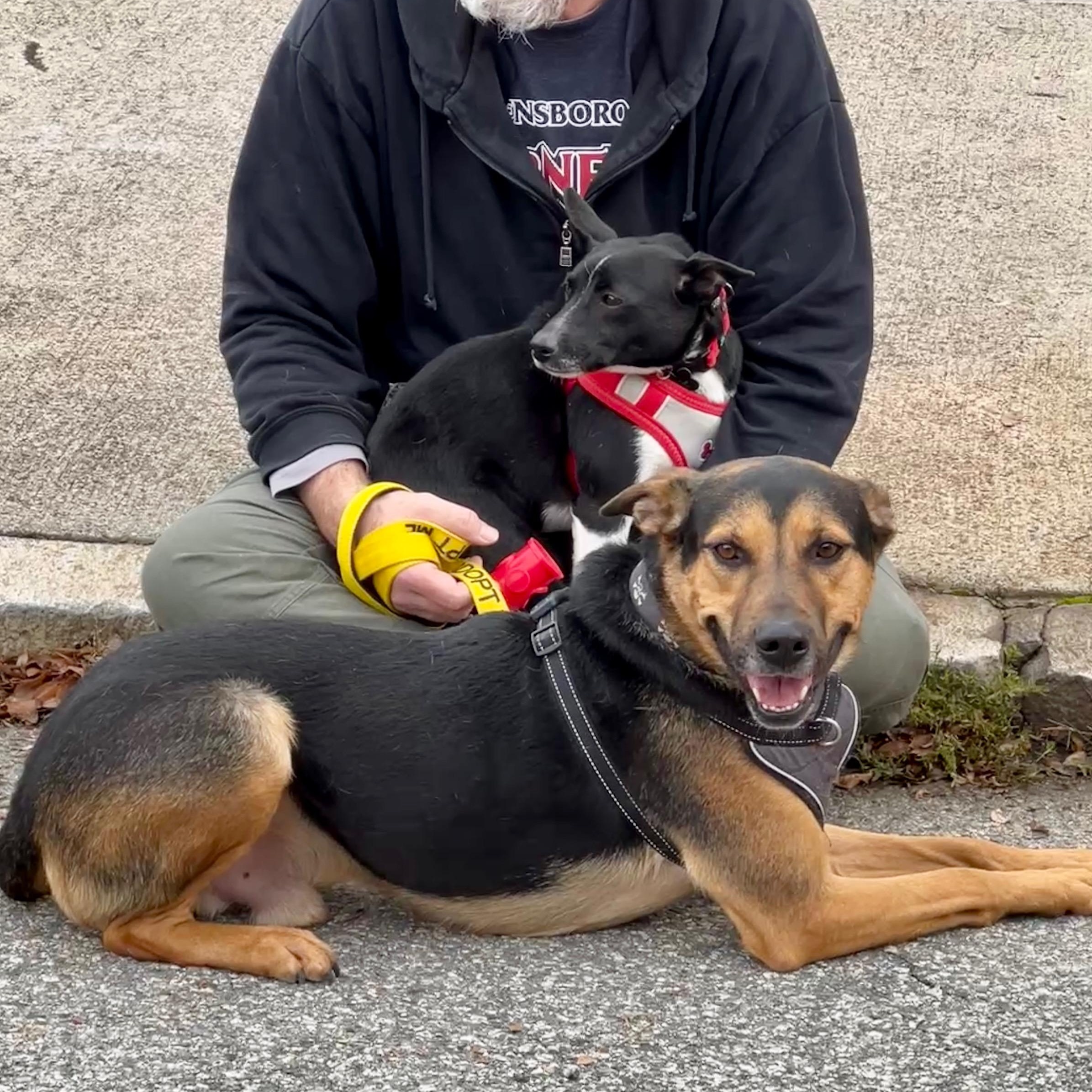 Ford, a Adoptable mixed breed in High Point, NC image 1/5