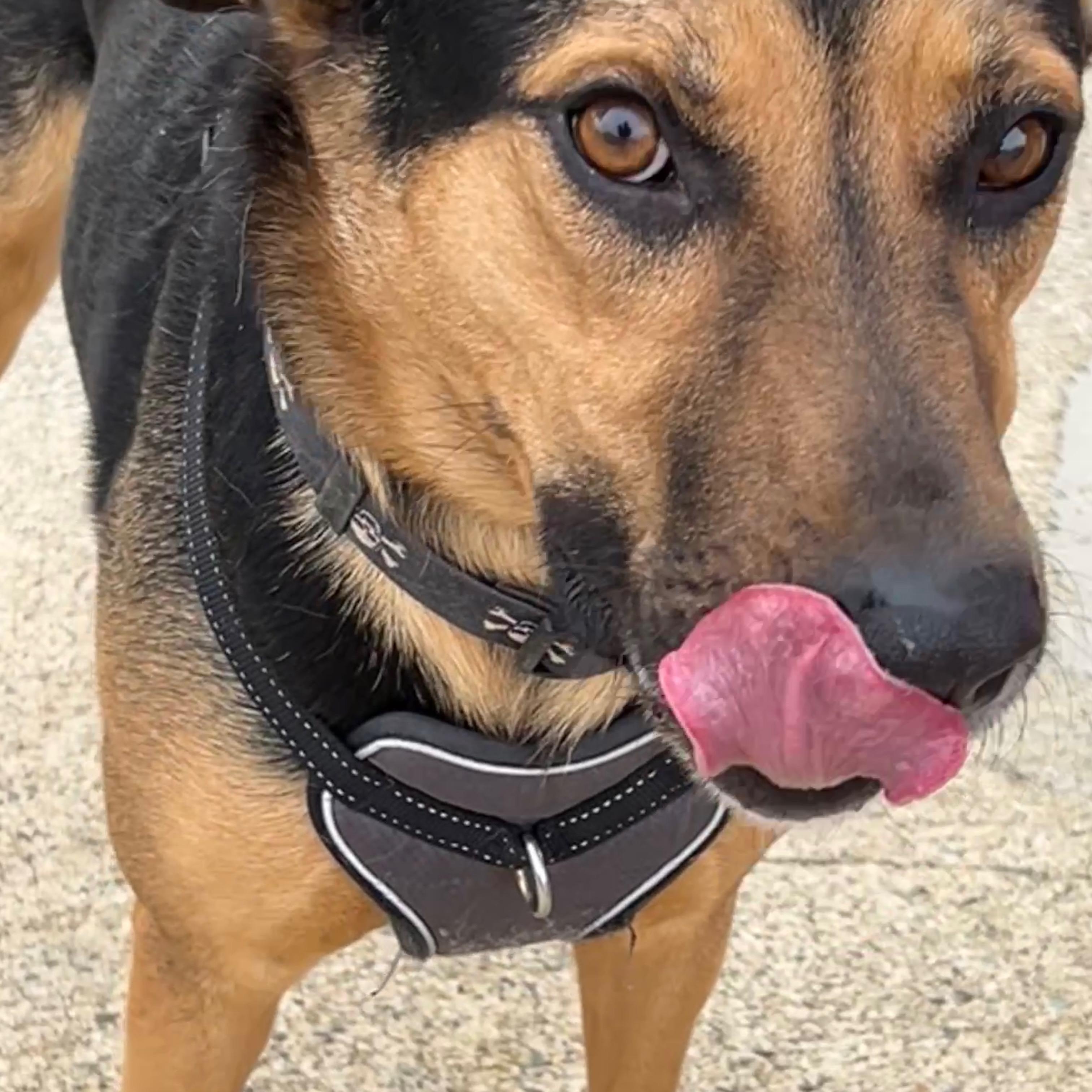 Ford, a Adoptable mixed breed in High Point, NC image 2/5