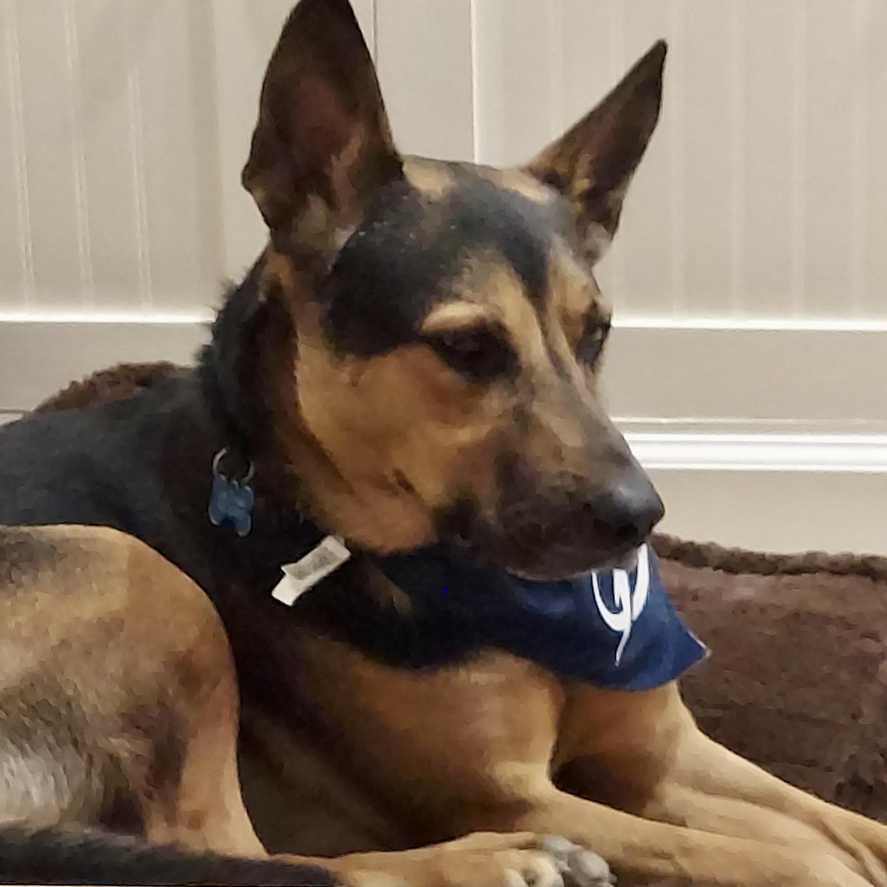 Ford, a Adoptable mixed breed in High Point, NC image 3/5