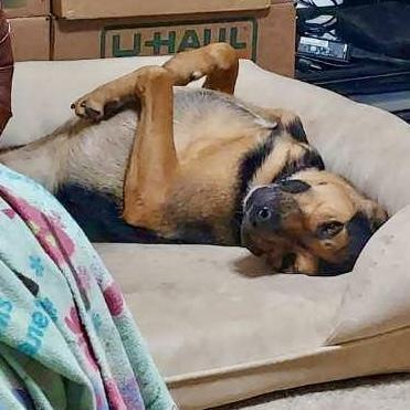 Ford, a Adoptable mixed breed in High Point, NC image 4/5