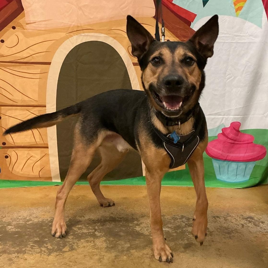 Ford, Adoptable, Adult Male German Shepherd Dog & Shepherd.