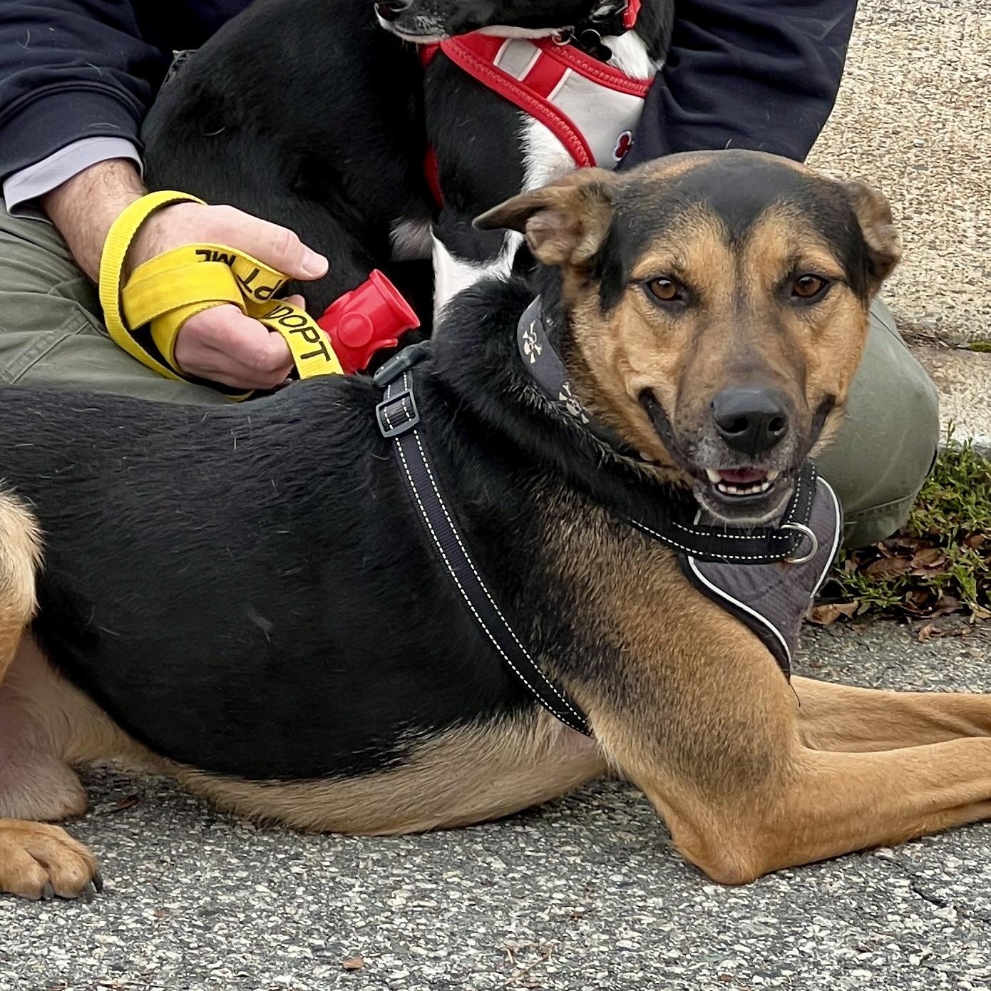 Ford, Adoptable, Adult Male German Shepherd Dog & Shepherd.