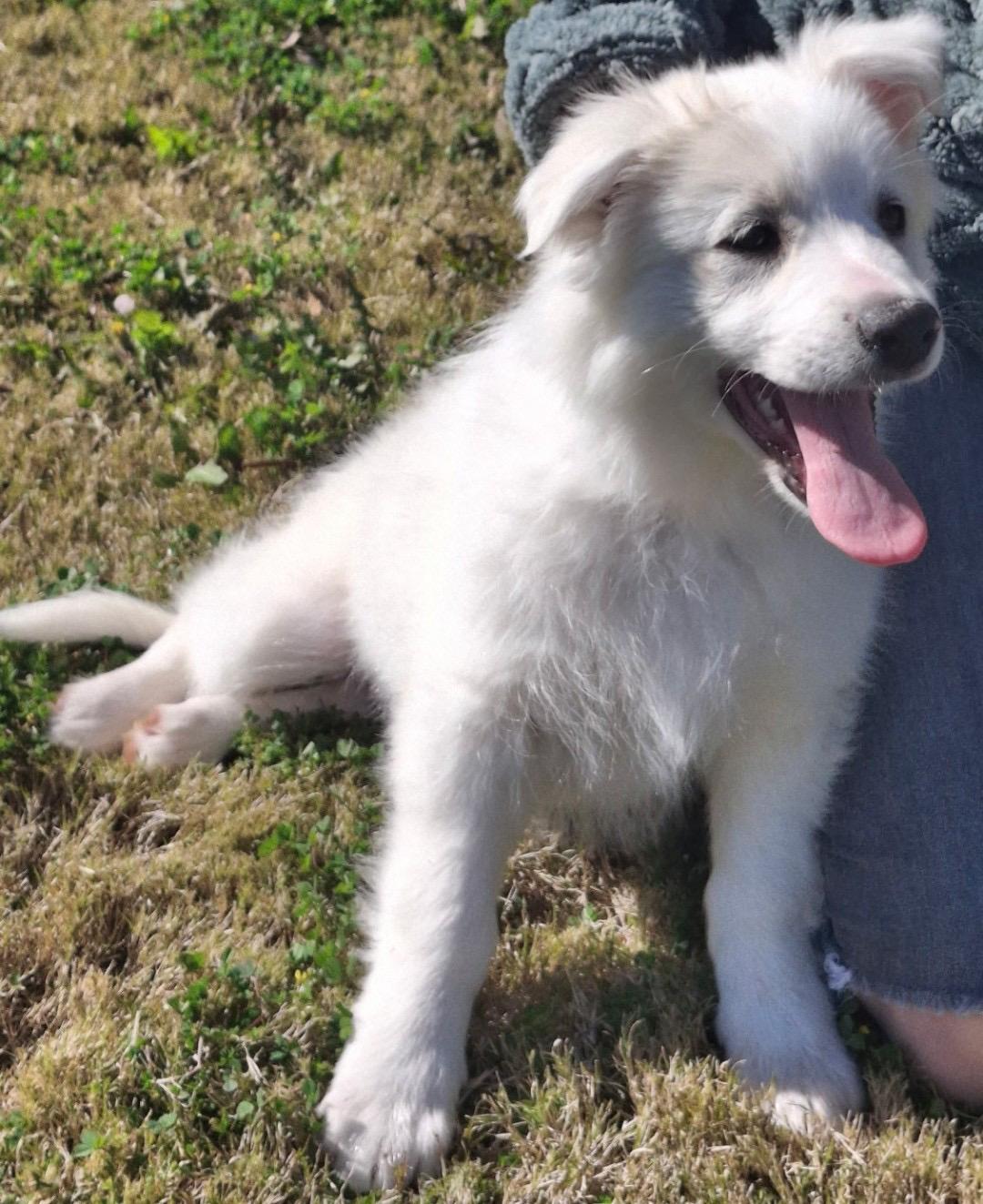 Enlarge Guppy, a Adoptable Great Pyrenees in Oakland, CA image 2/5