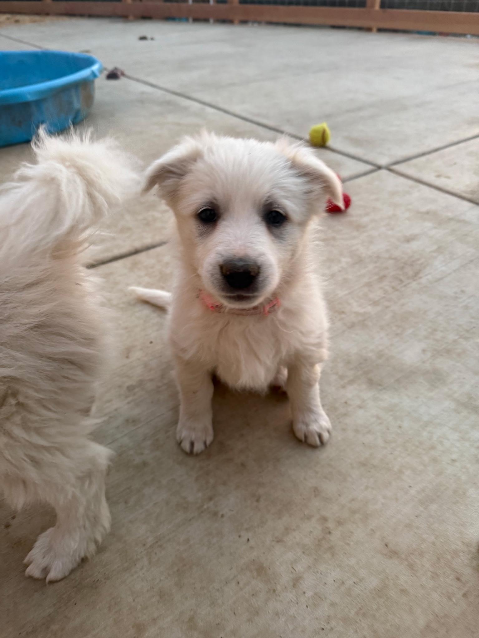 Guppy, Adoptable, Puppy Female Great Pyrenees.