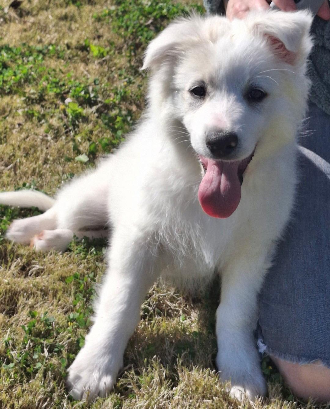 Guppy, Adoptable, Puppy Female Great Pyrenees.