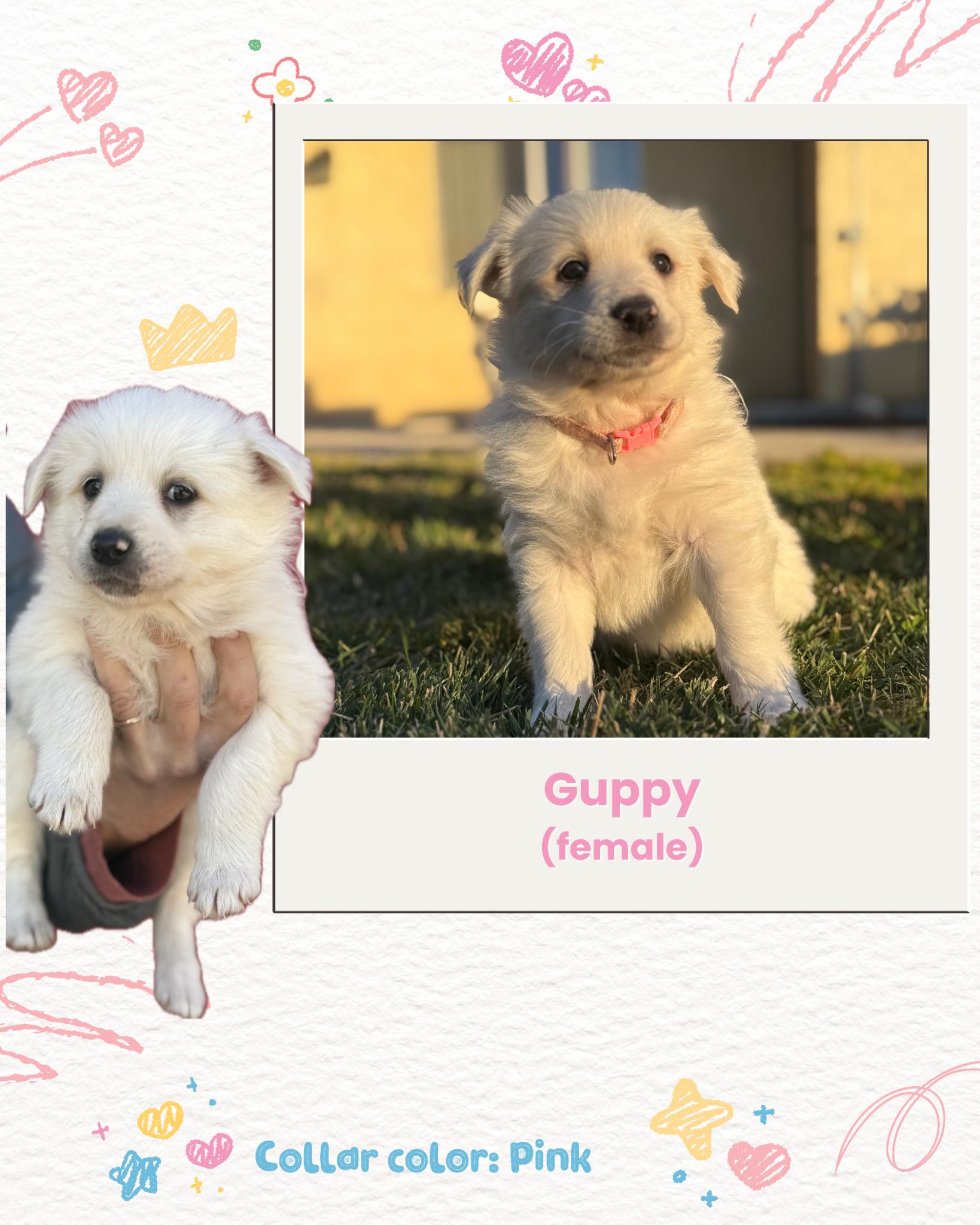 Enlarge Guppy, a Adoptable Great Pyrenees in Oakland, CA image 4/5