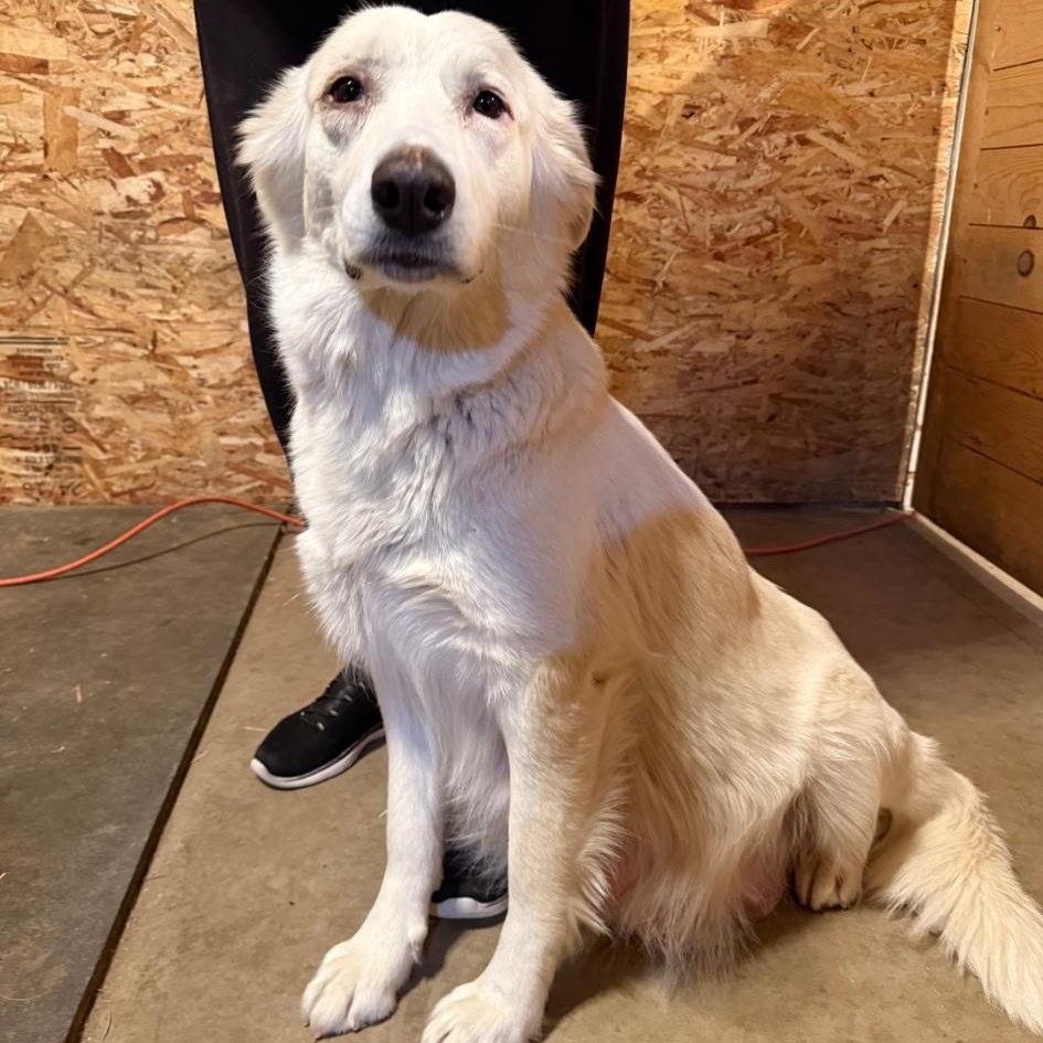 Enlarge Guppy, a Adoptable Great Pyrenees in Oakland, CA image 5/5